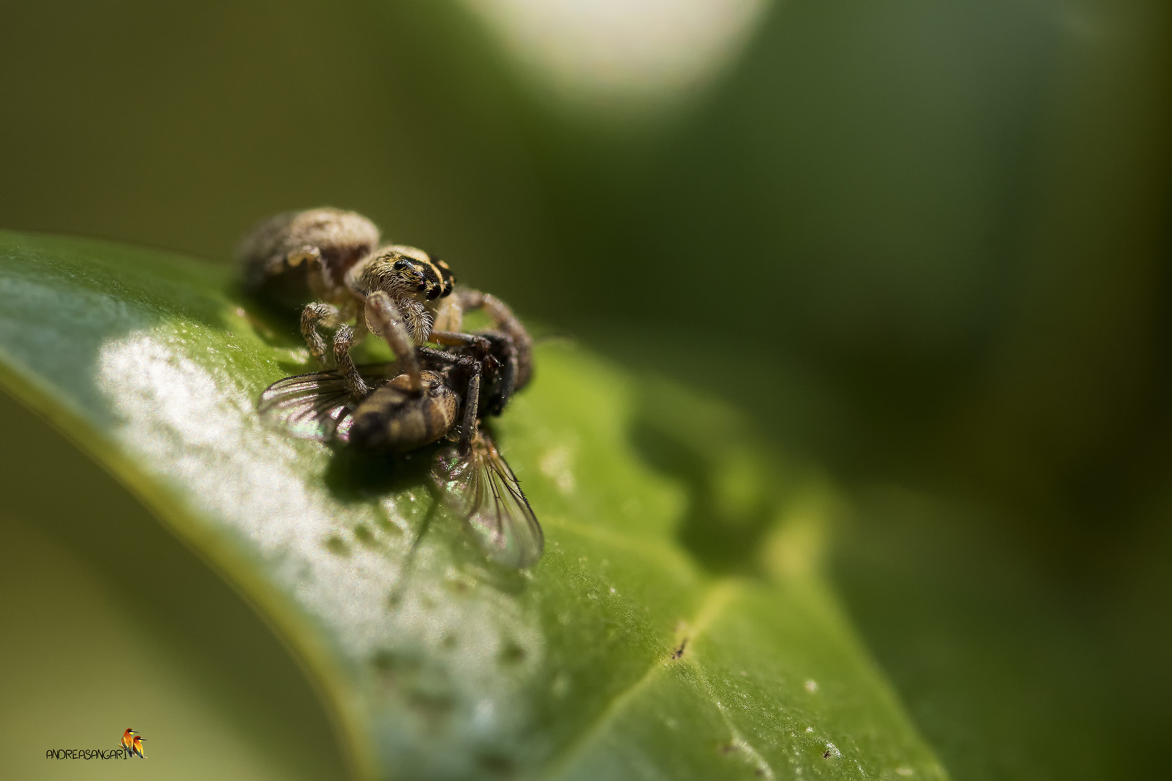 Il ragno e la sua preda