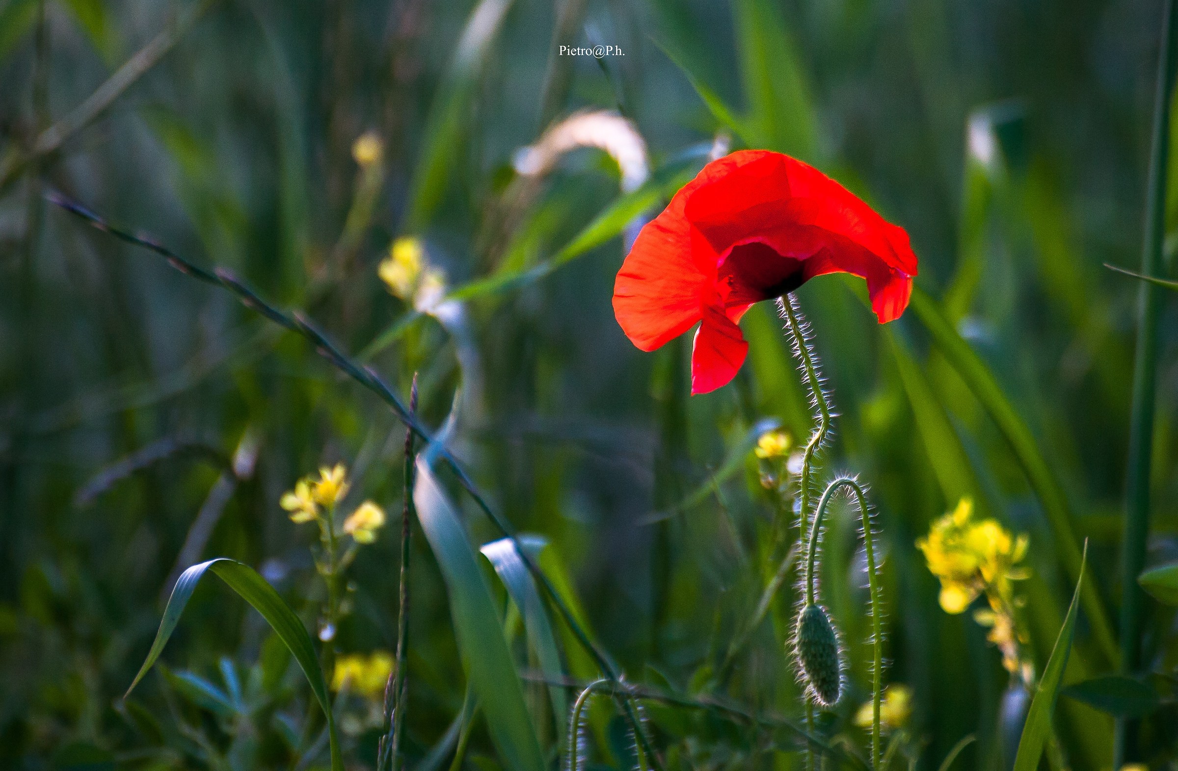 il Papavero