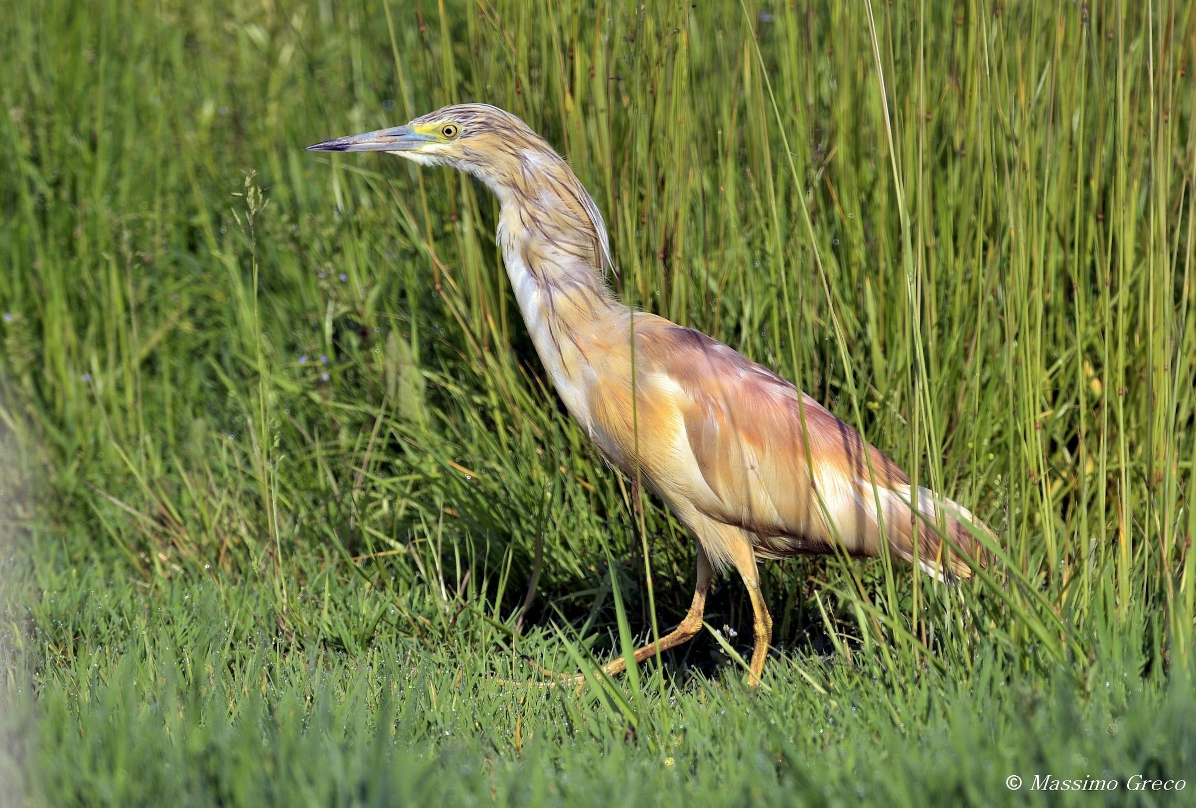 Squacco Tuft (Ardeola ralloides)