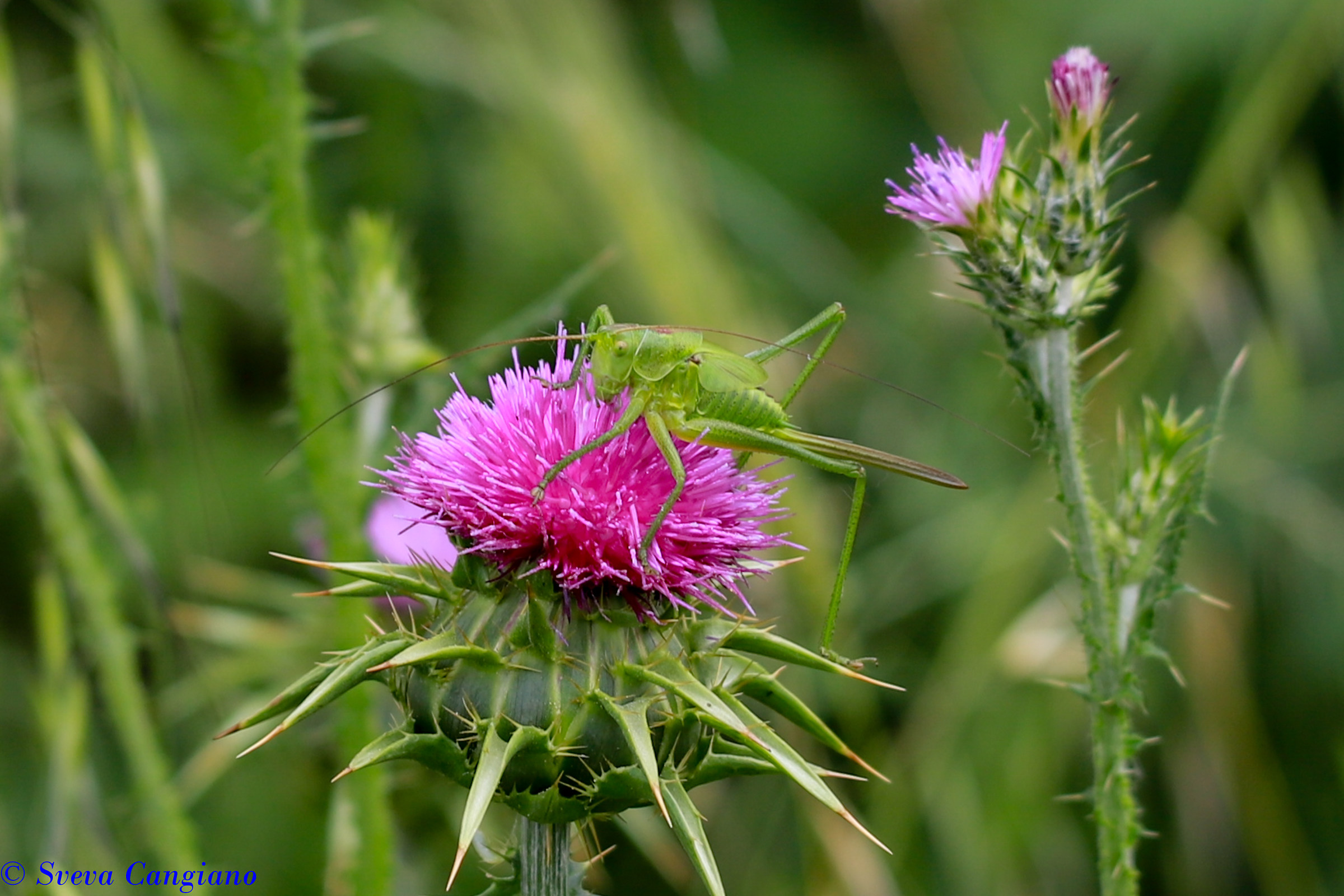Il grillo parlante.....