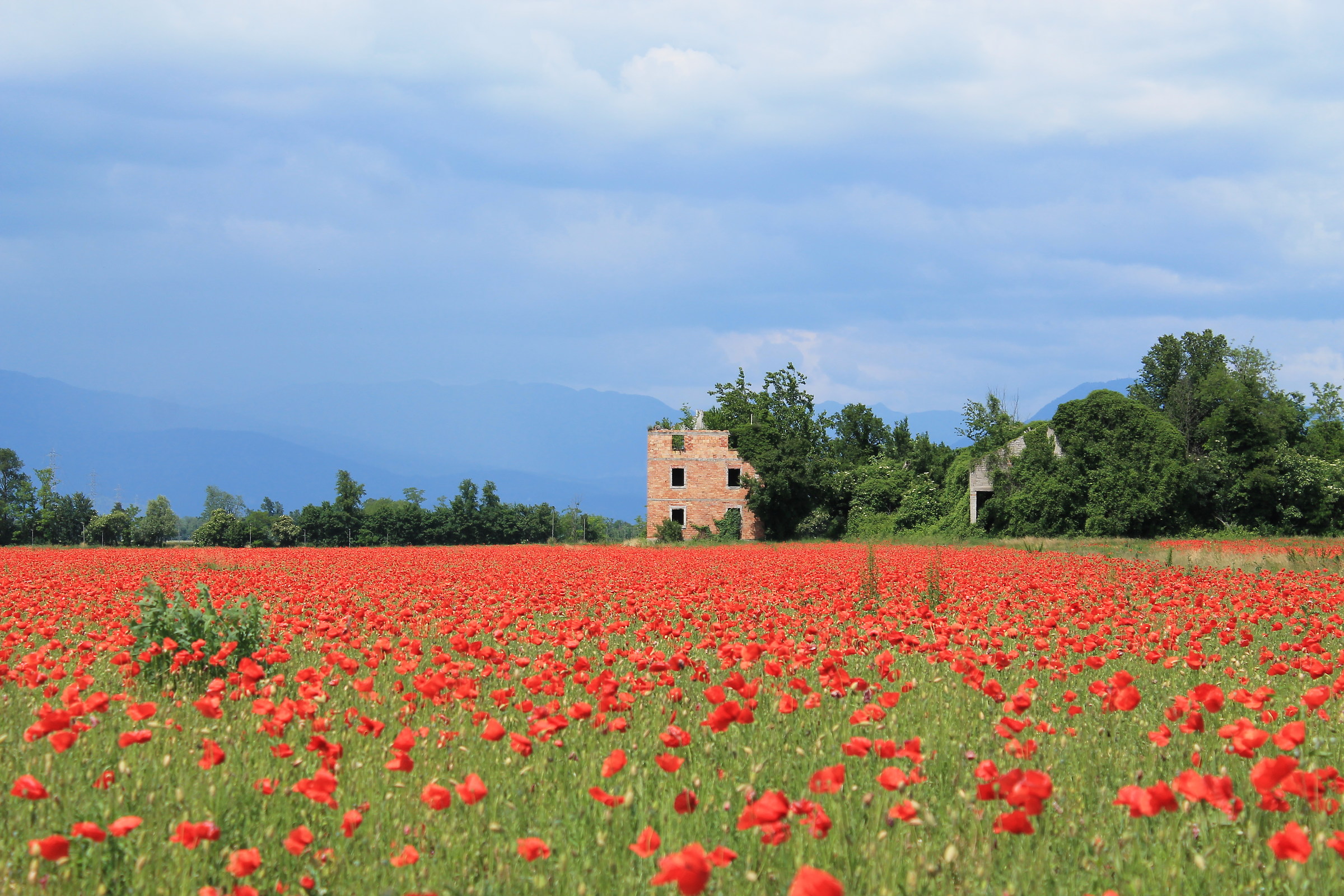 Expanse of poppies 1