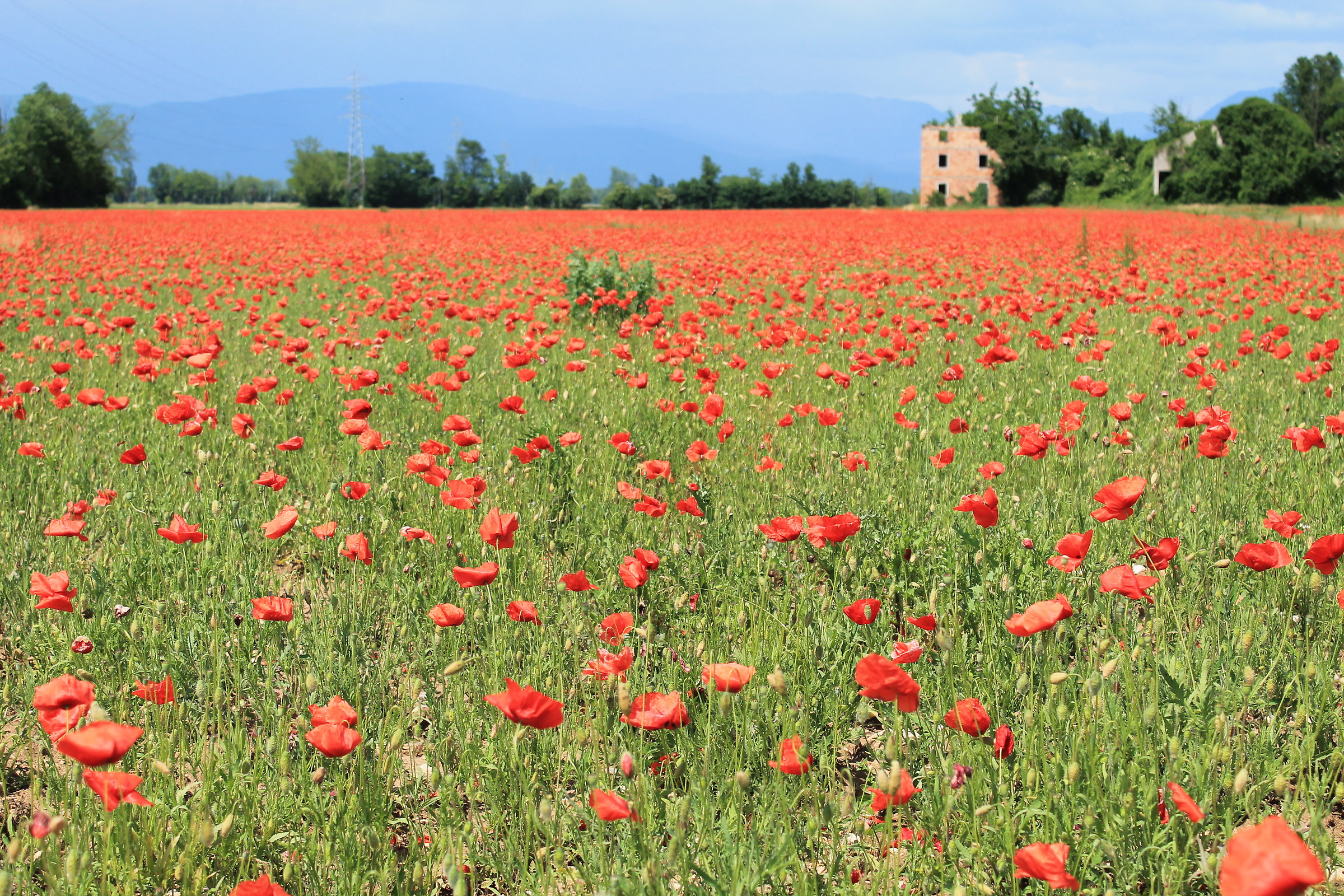 Expanse of Poppies 2