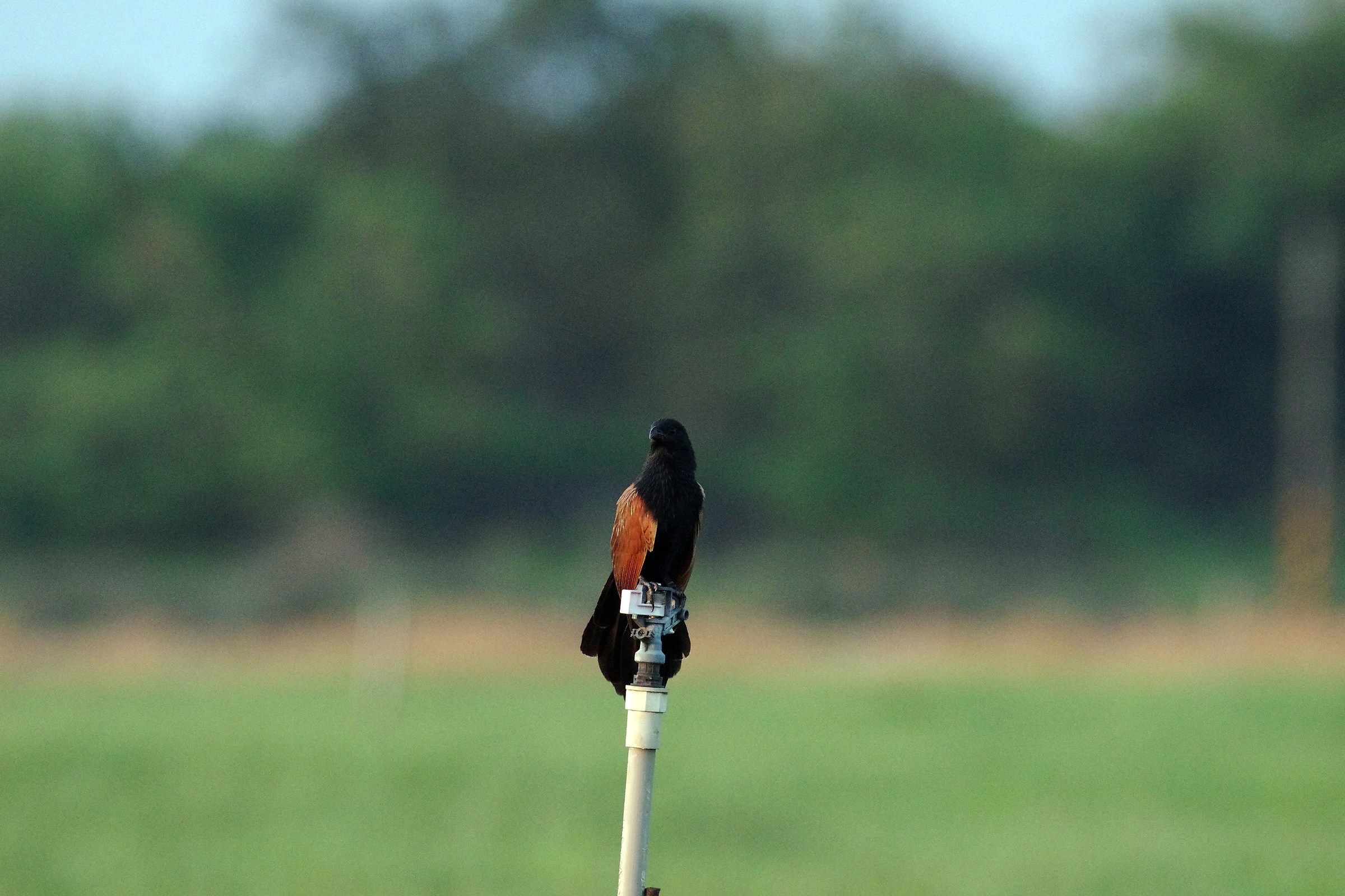 Lesser Coucal