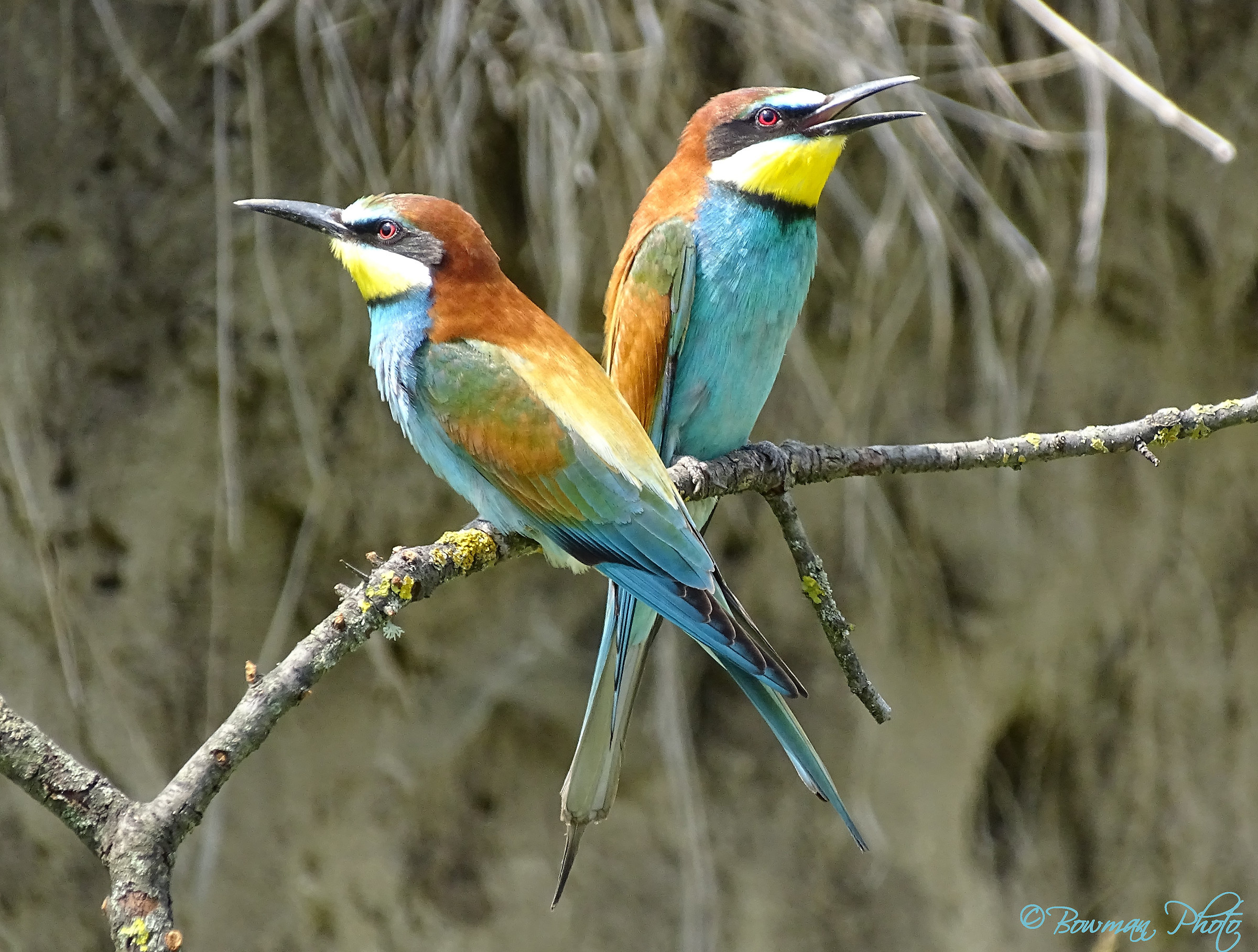 Bee-Eater (Merops apiaster)