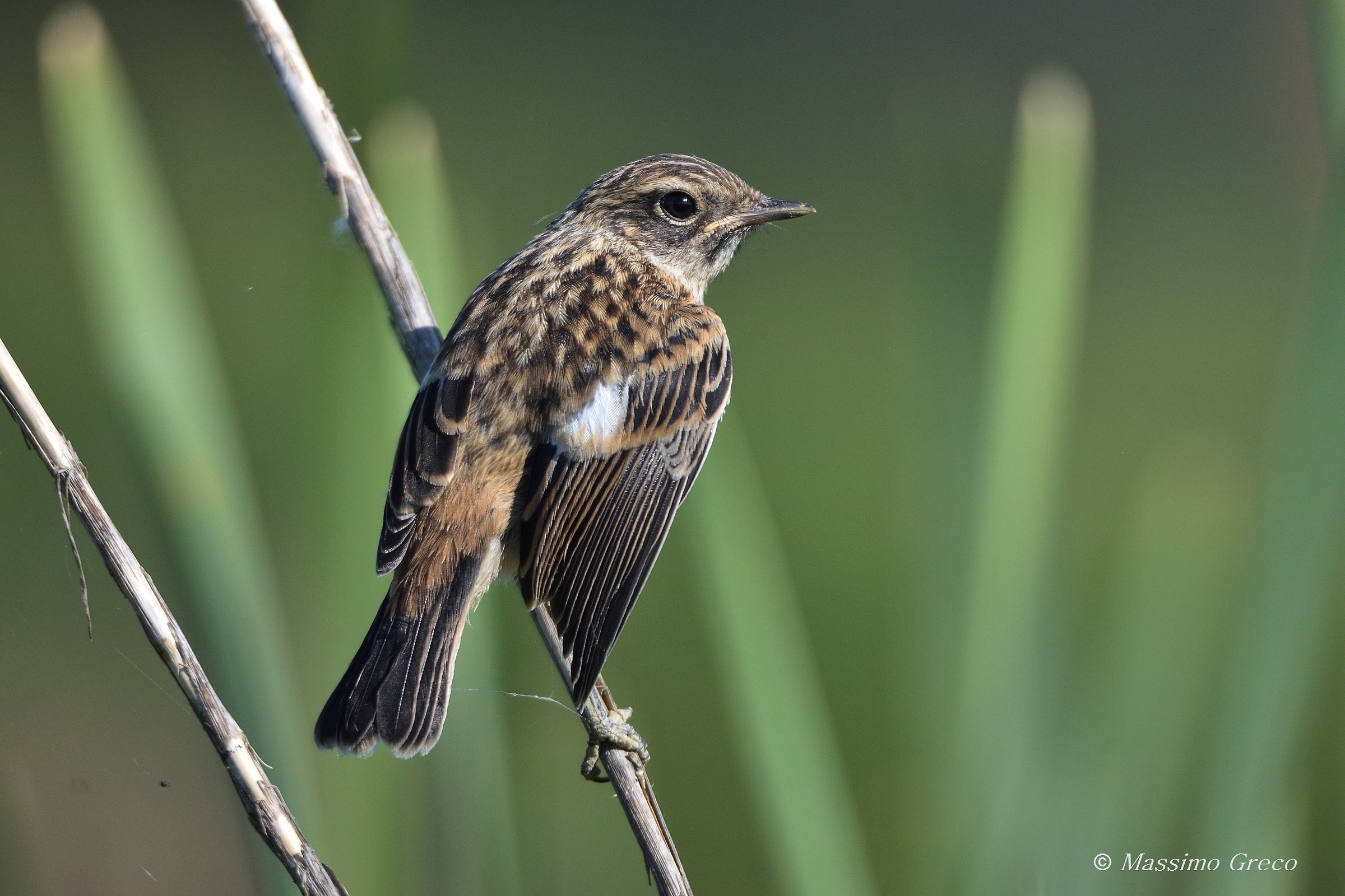 Young Stonechat (Saxicola torquata)