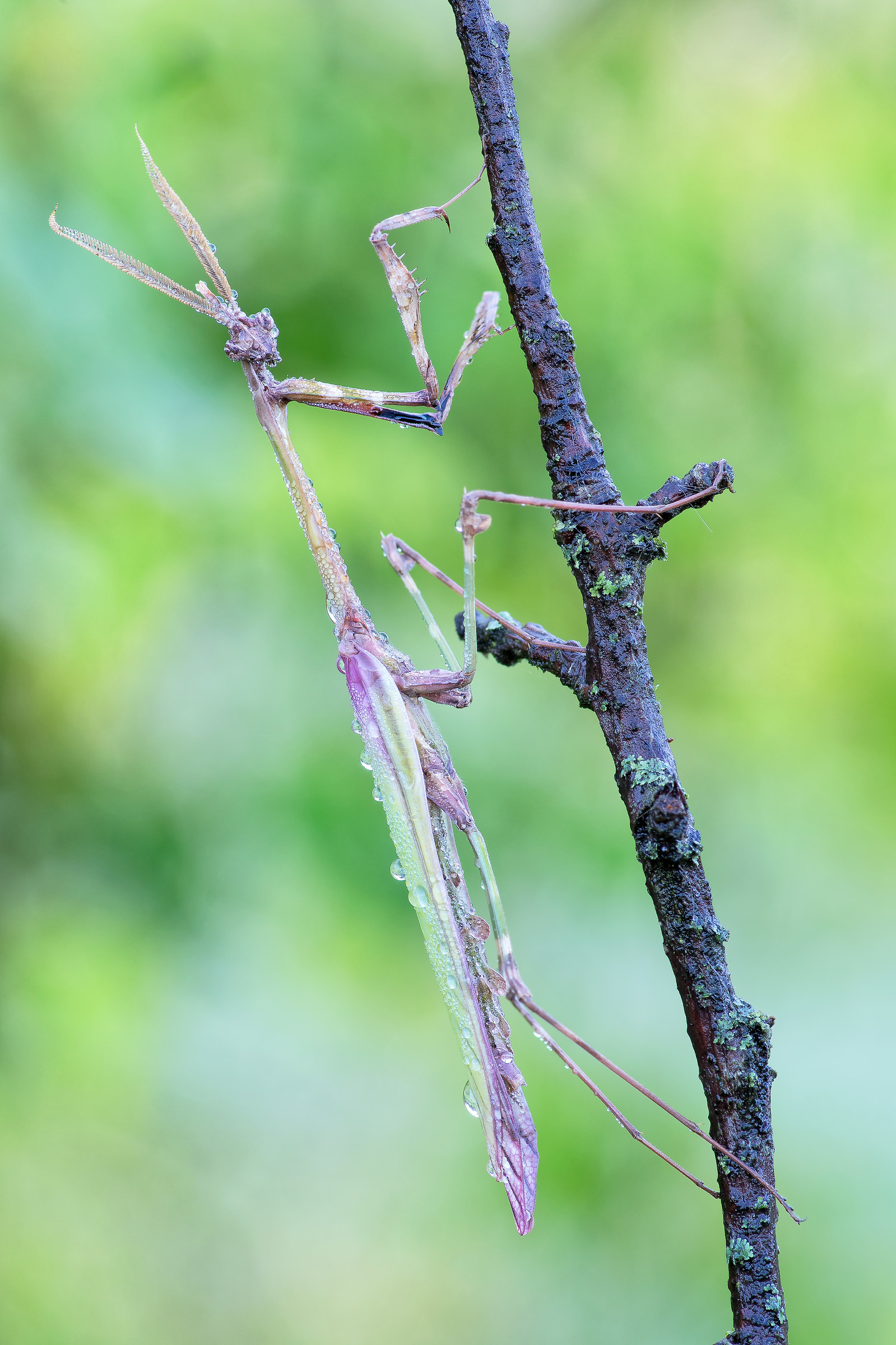 Empusa pennata (Thunberg, 1815)