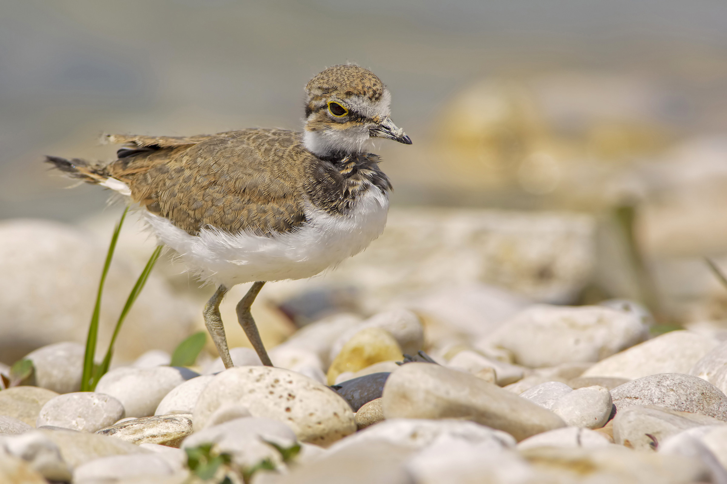 Giovane di Corriere piccolo (Charadrius dubius)