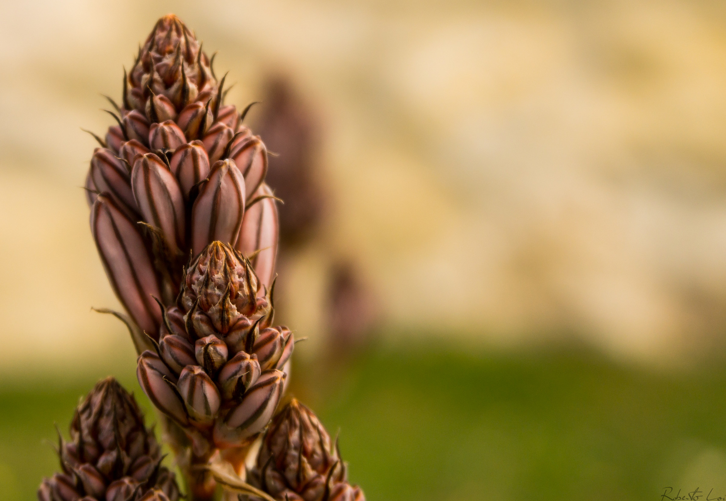 Asfodelo "Cardilloni"