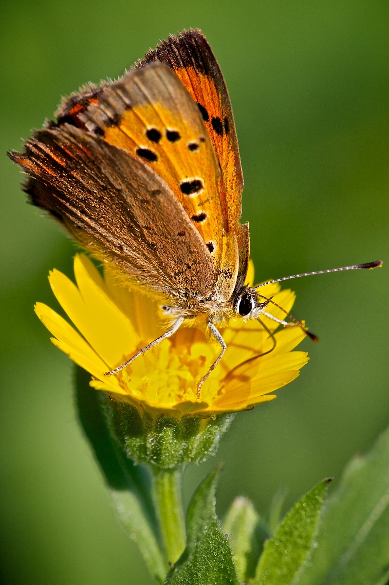 Butterfly on flower