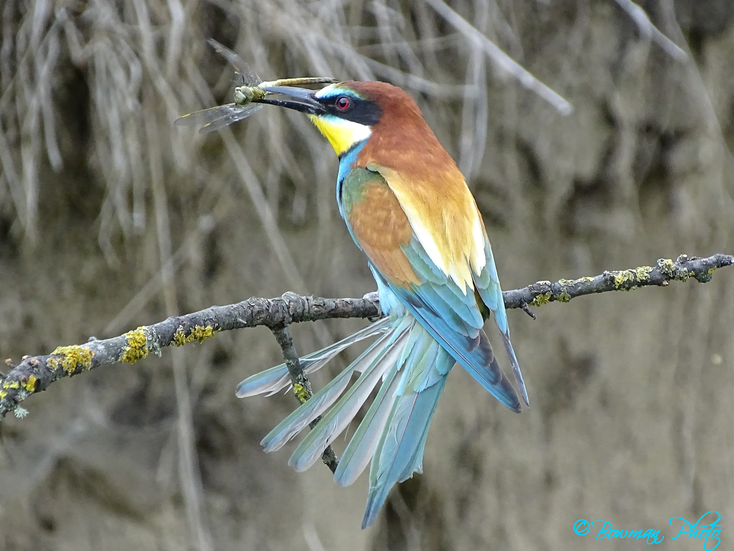 Mangiatore e la sua preda