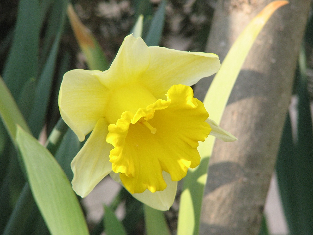 narciso...