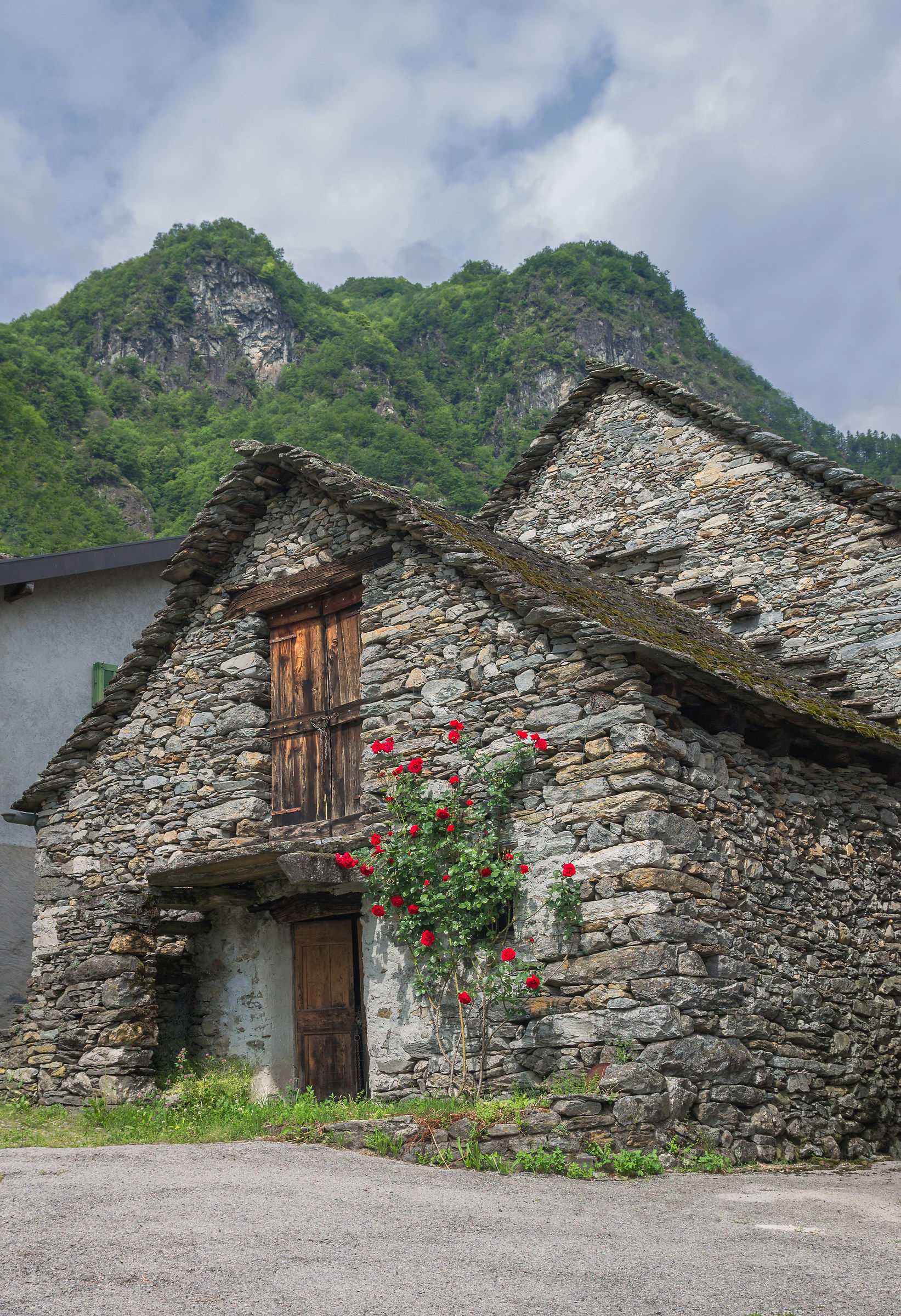 Rose in fiore - Aurigeno