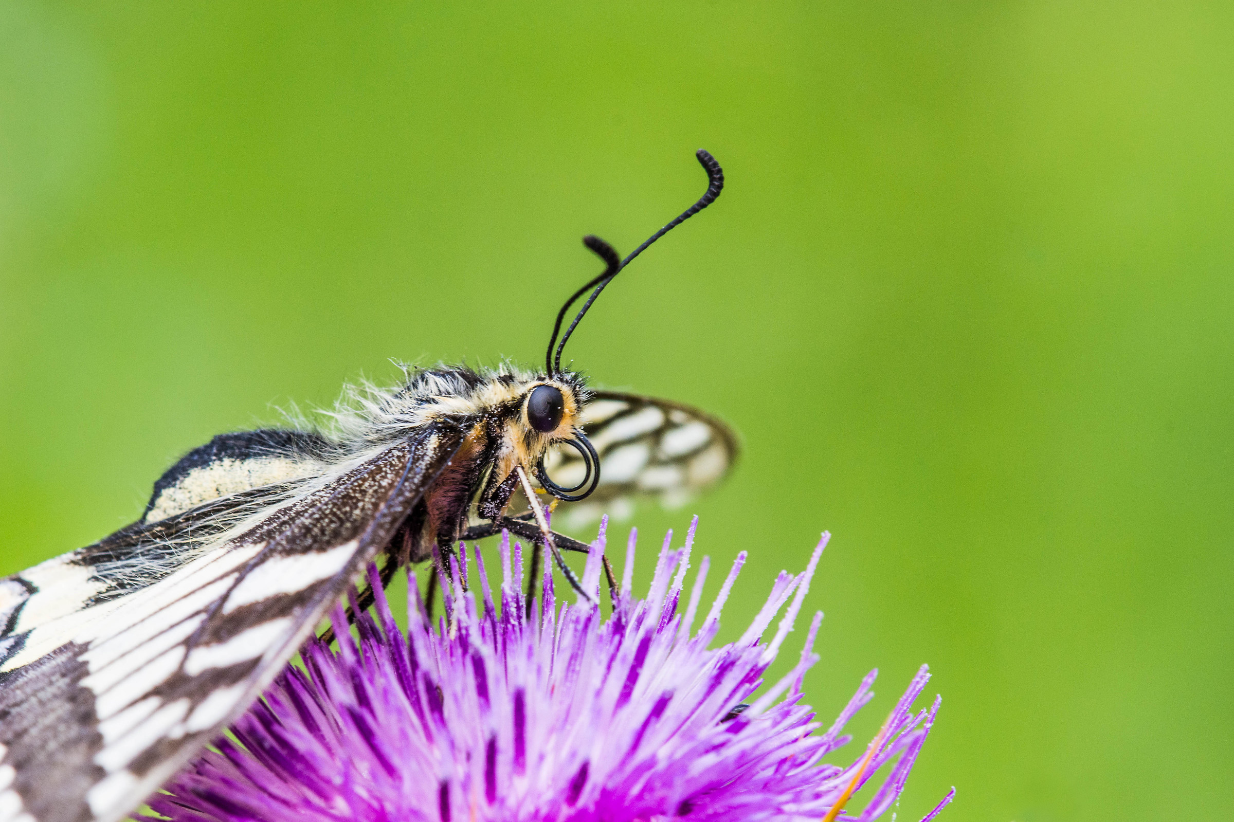 Papilio machaon su cardo mariano | Puglia 2018