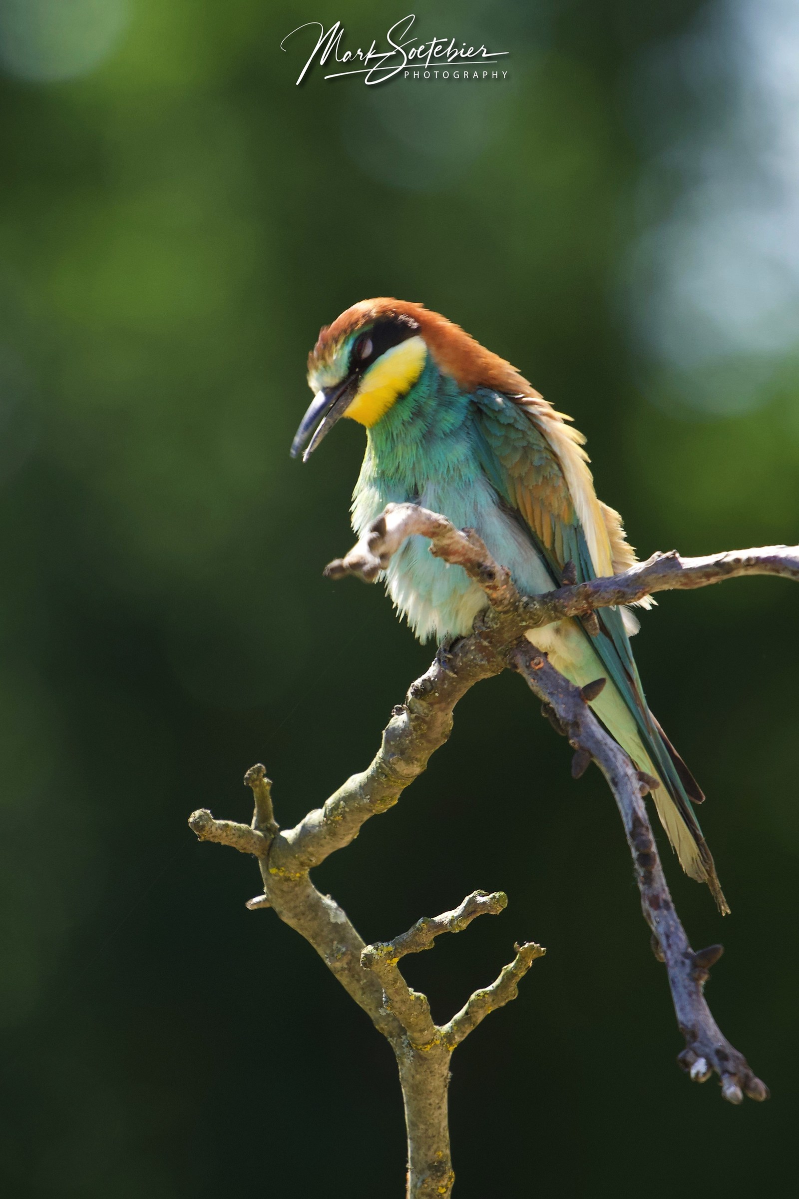 European Bee Eaters , Gruccione , Merops Apiaster
