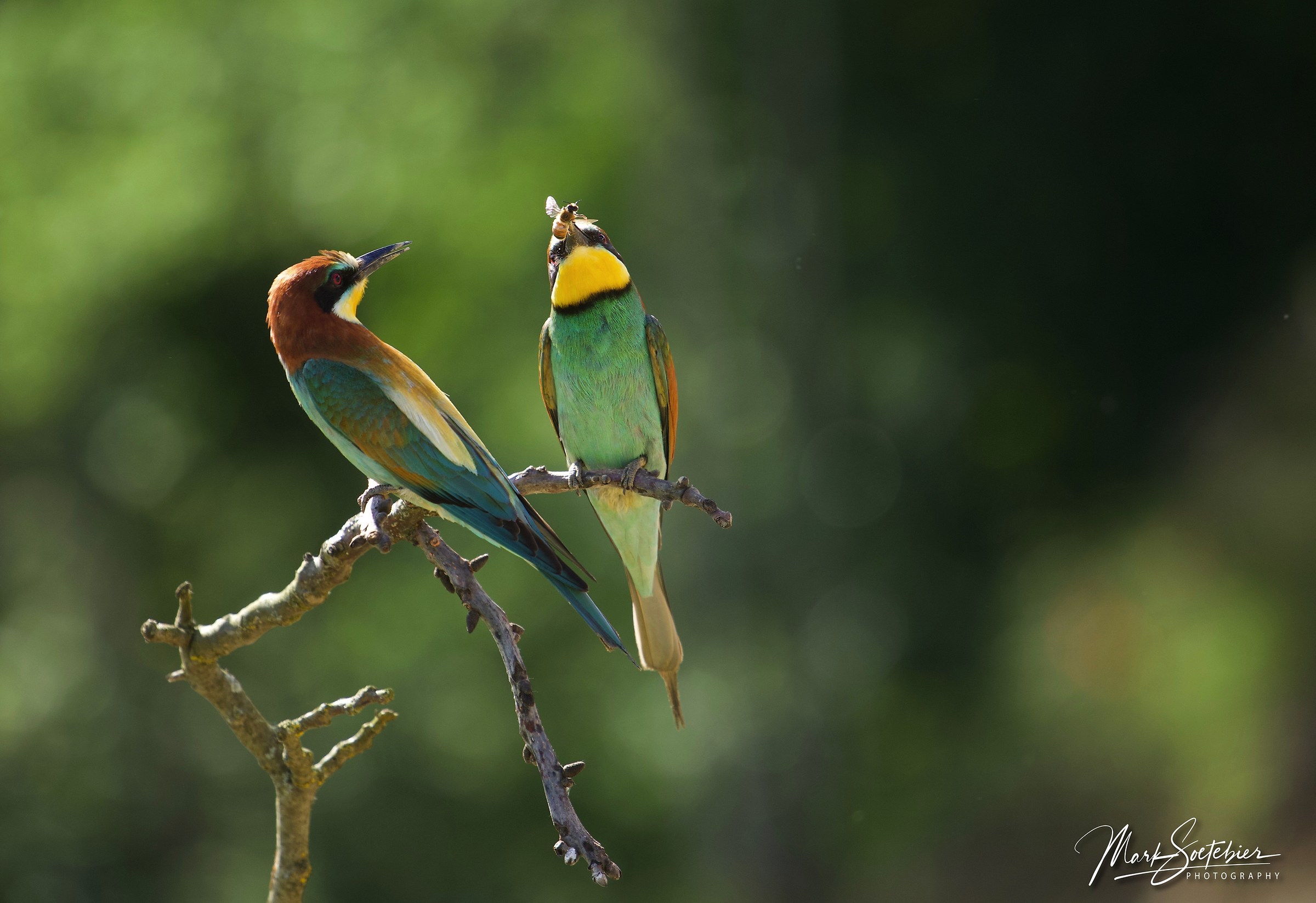 European Bee Eaters , Gruccione , Merops Apiaster