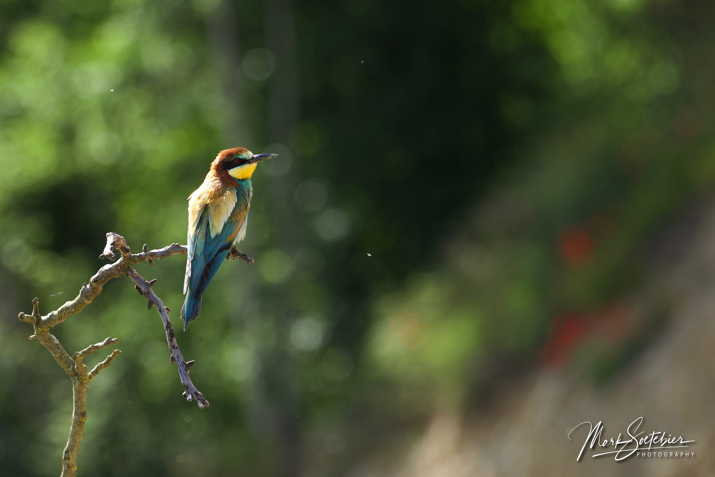 European Bee Eaters , Gruccione , Merops Apiaster