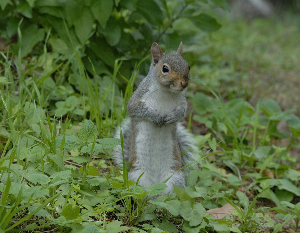 squirrel citizen