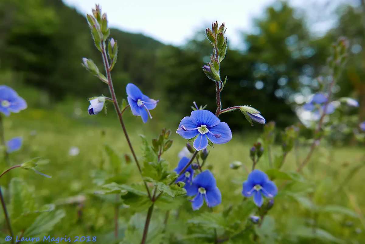 Veronica comune
