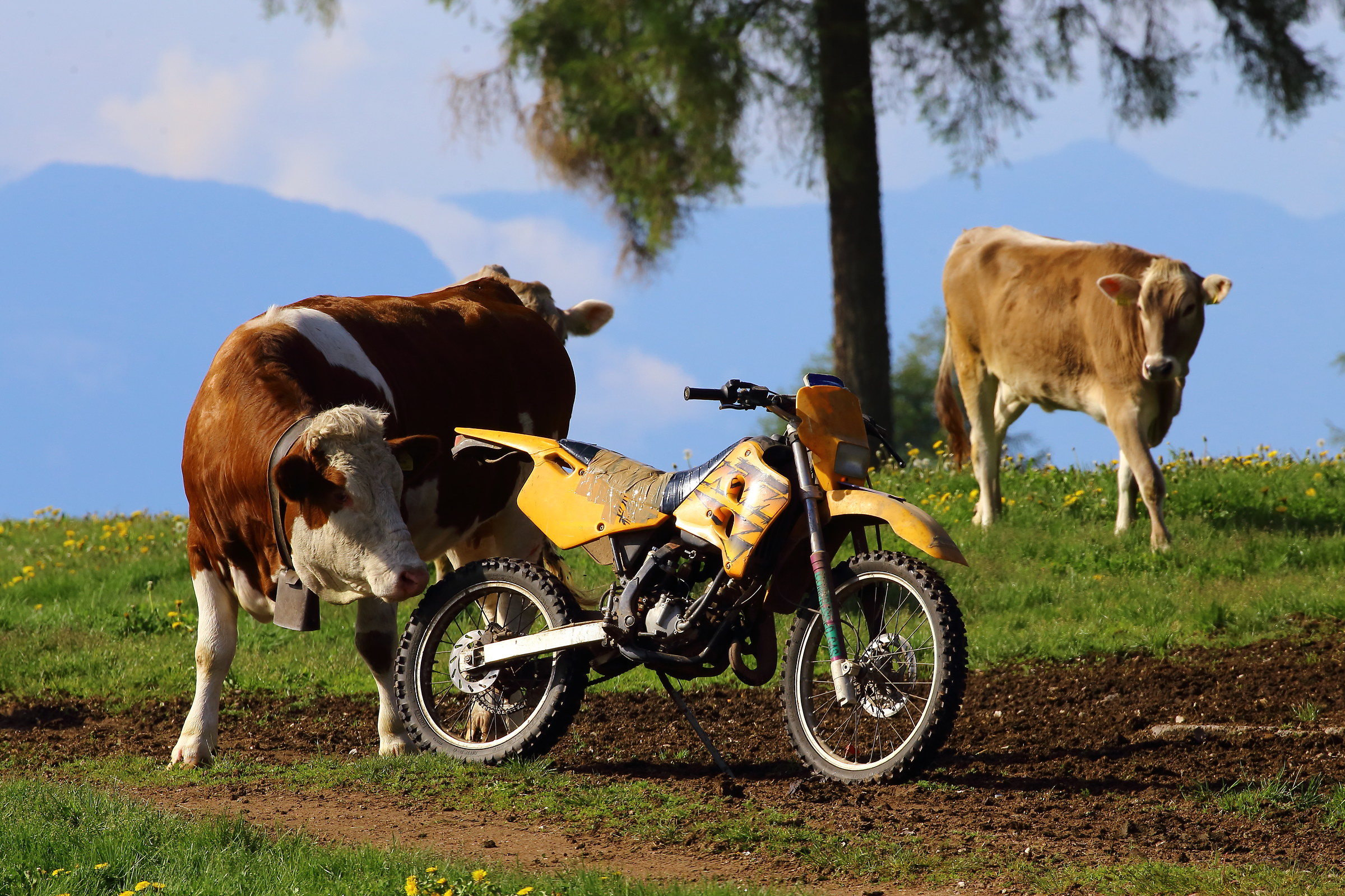 But this...... where does he have milk?