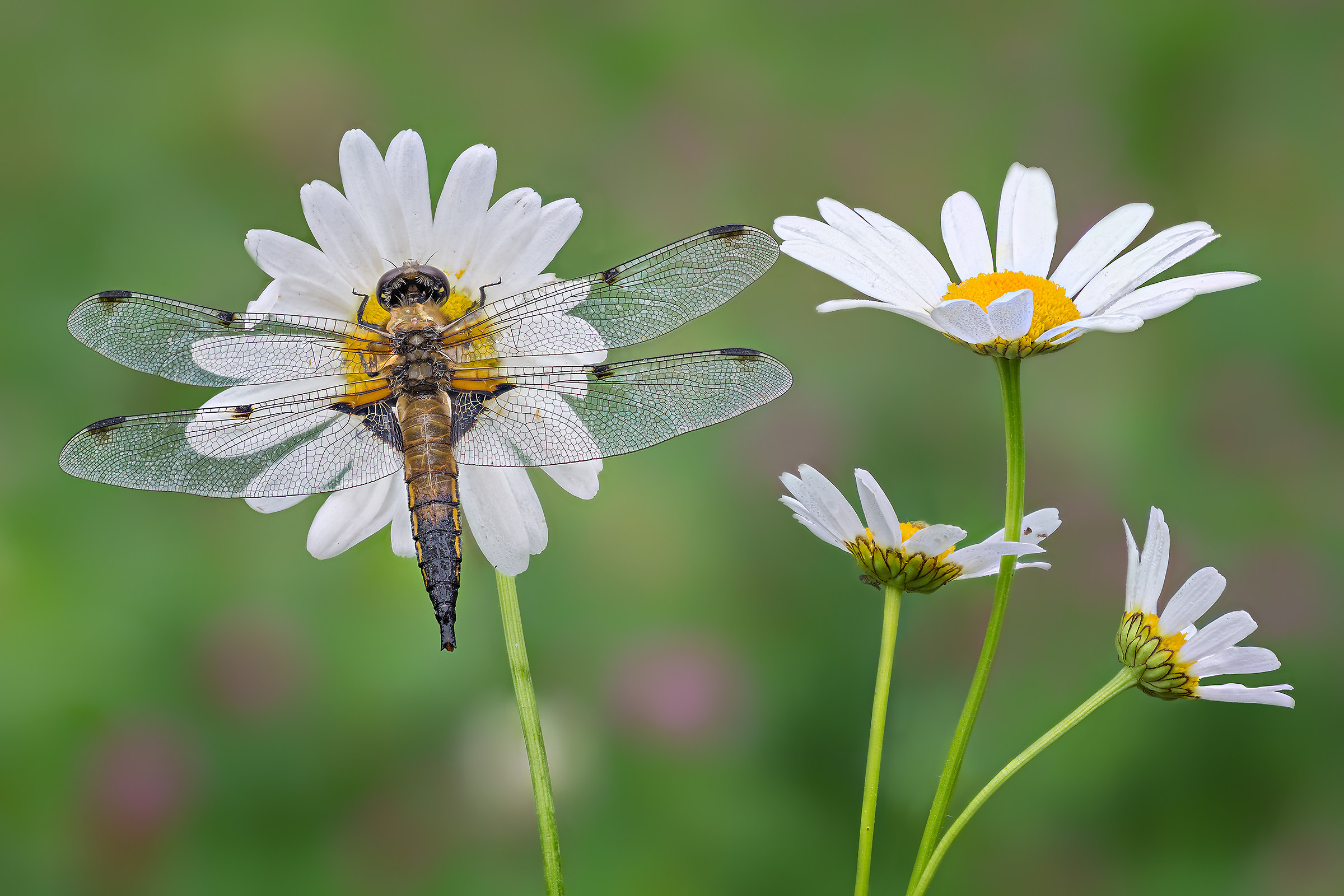 Dragonfly and Daisies