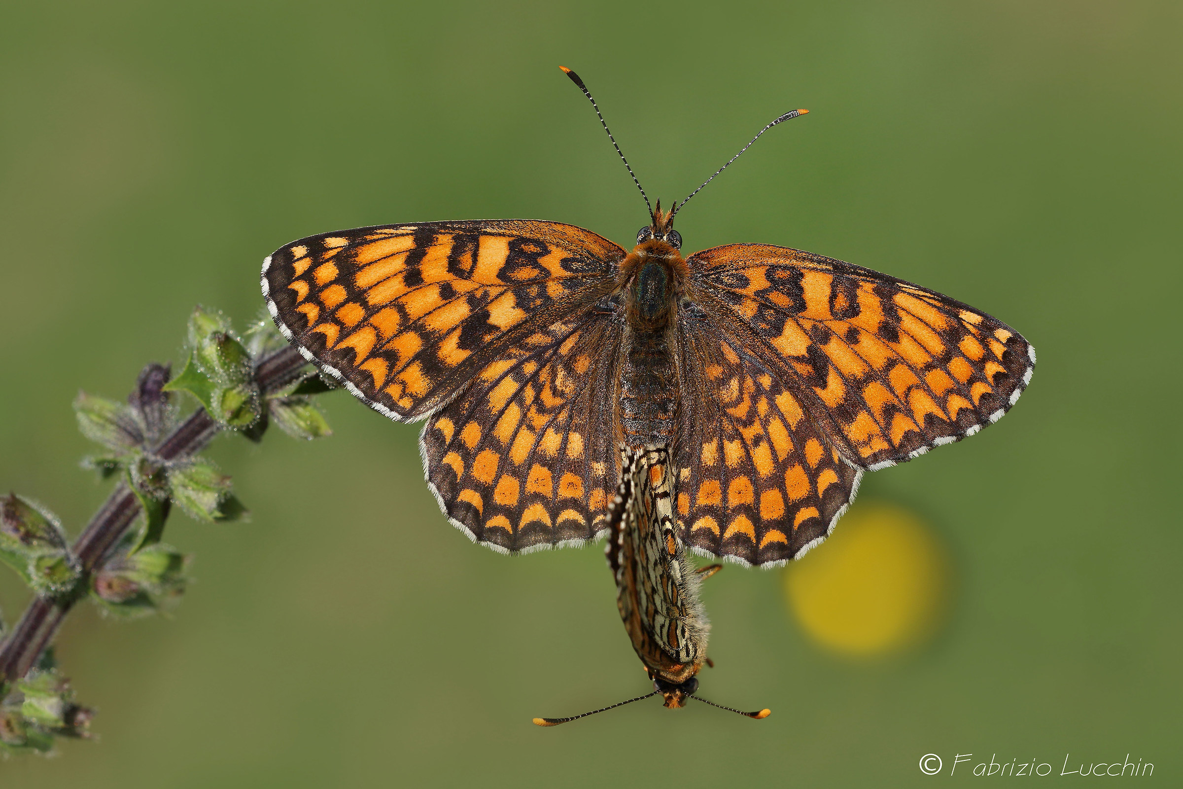 Fritillary Phoebe in mating