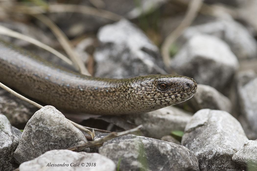 Anguis fragilis (Orbettino) 8178