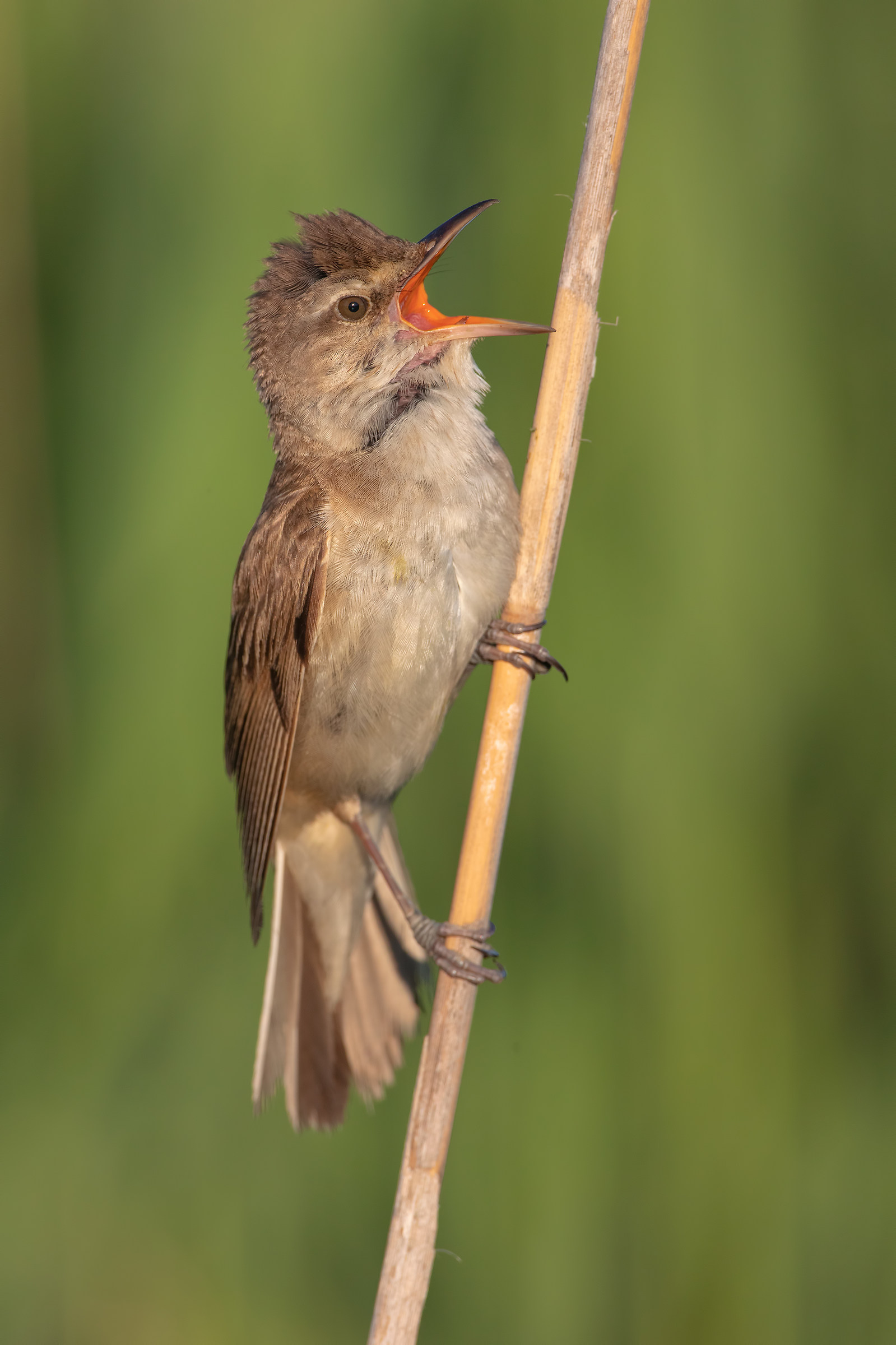 Warbler