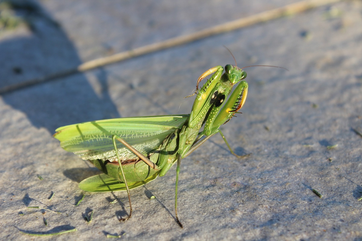 Canon 600D, Canon EFS 18-55mm f / 5.6