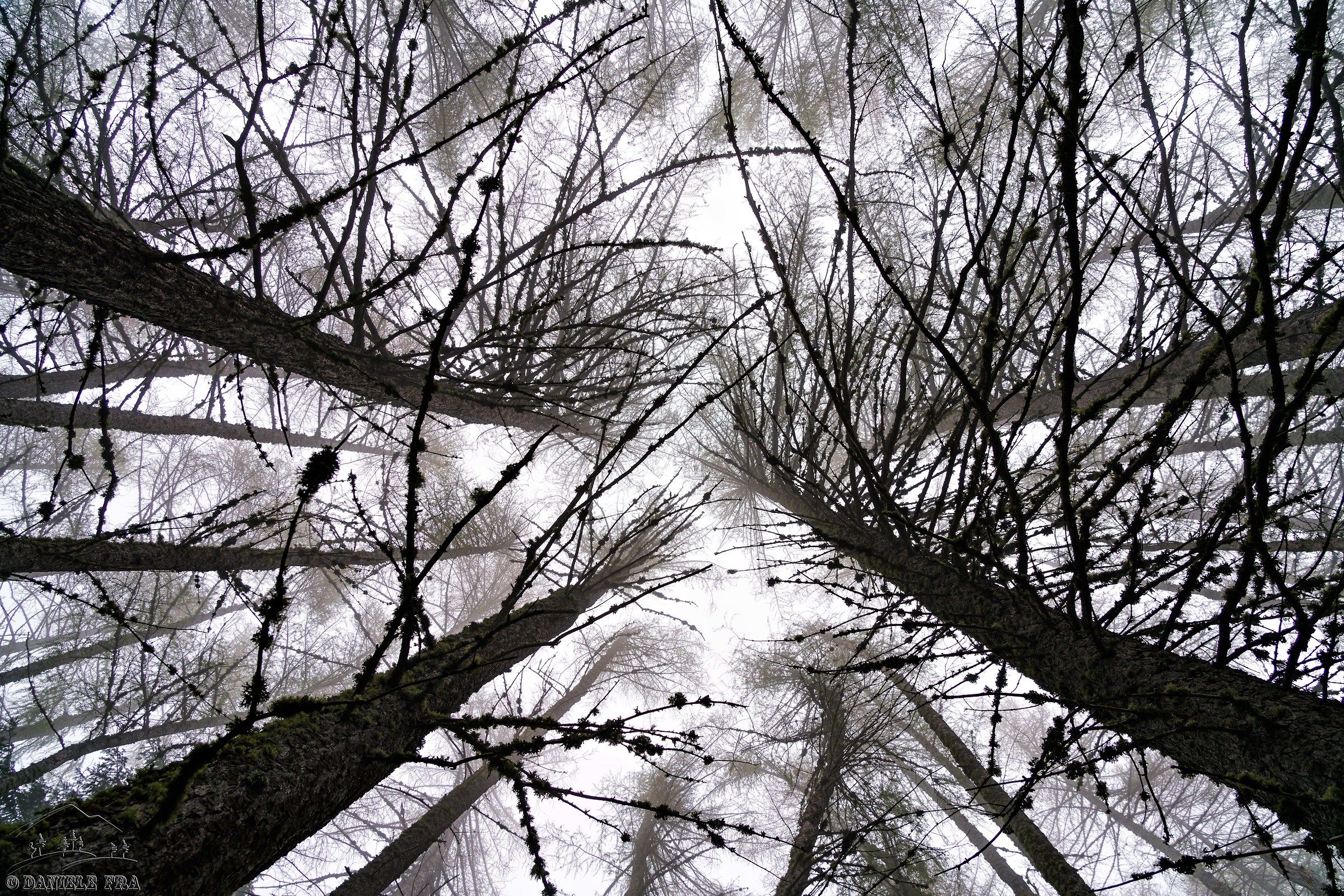 Larch Forest in the fog