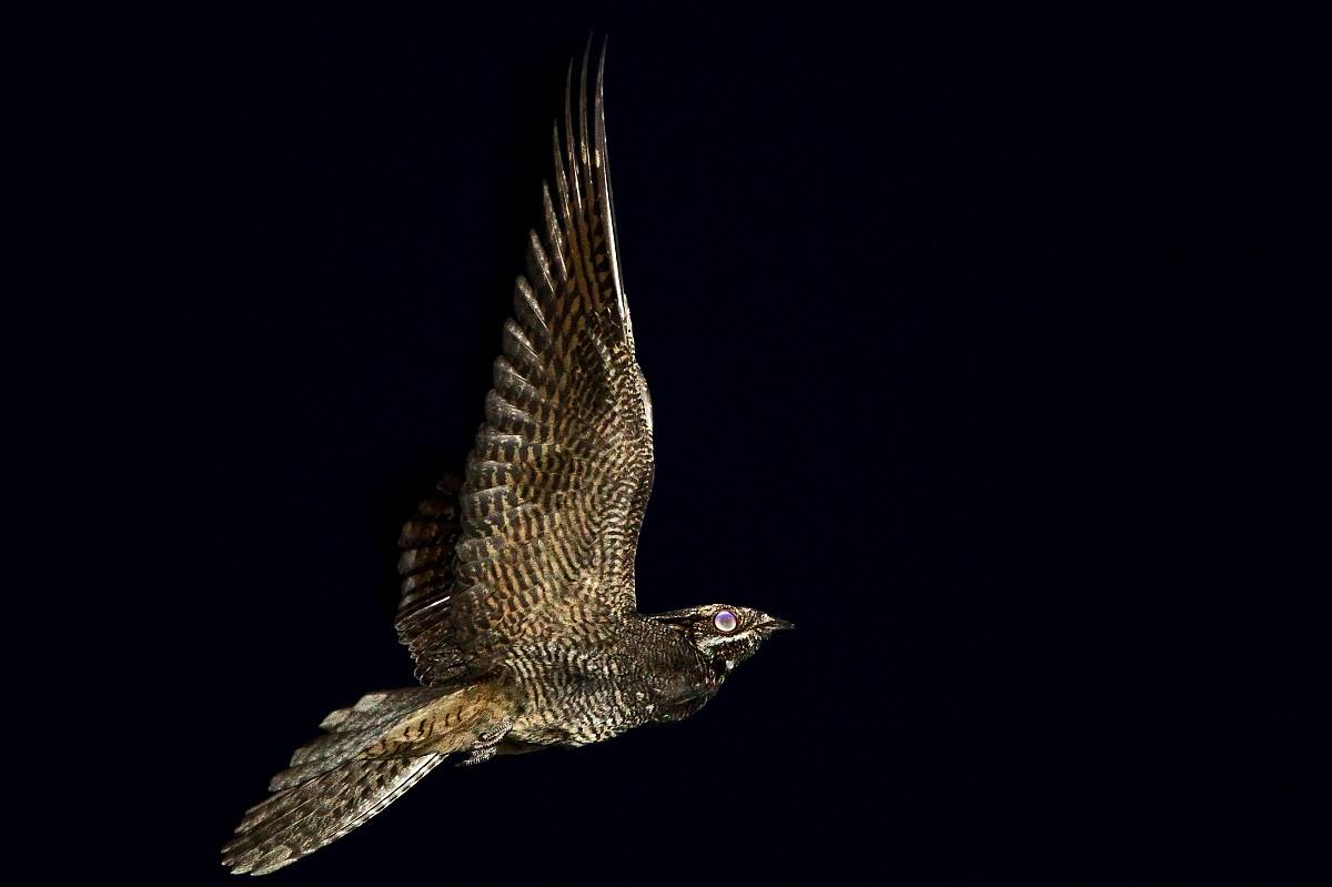 in volo di notte