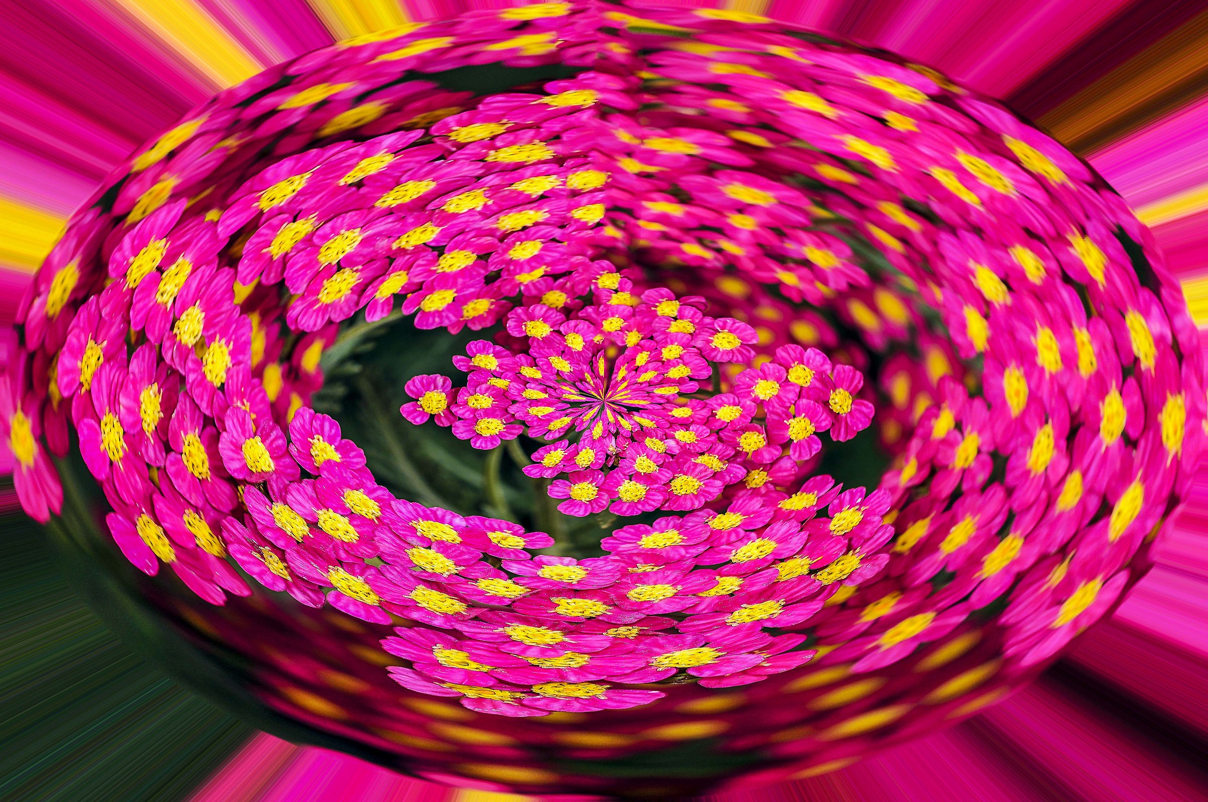 Flowers and Colors 2