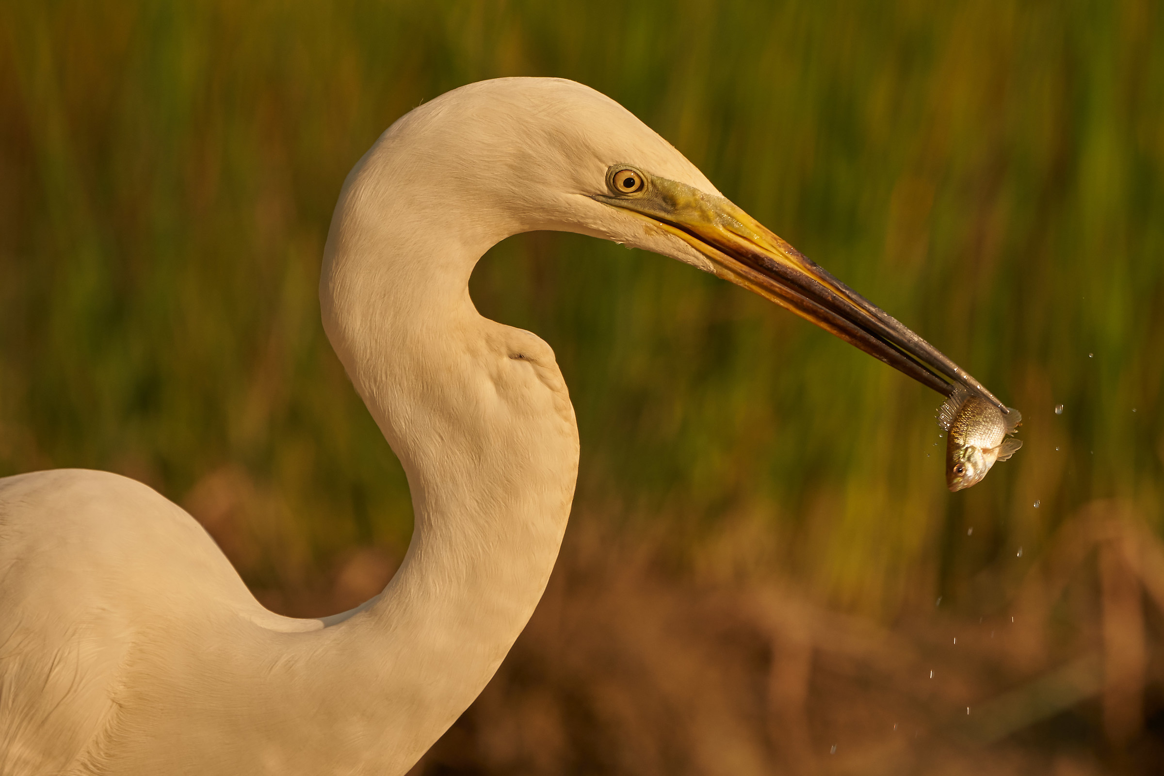 White heron with Prey