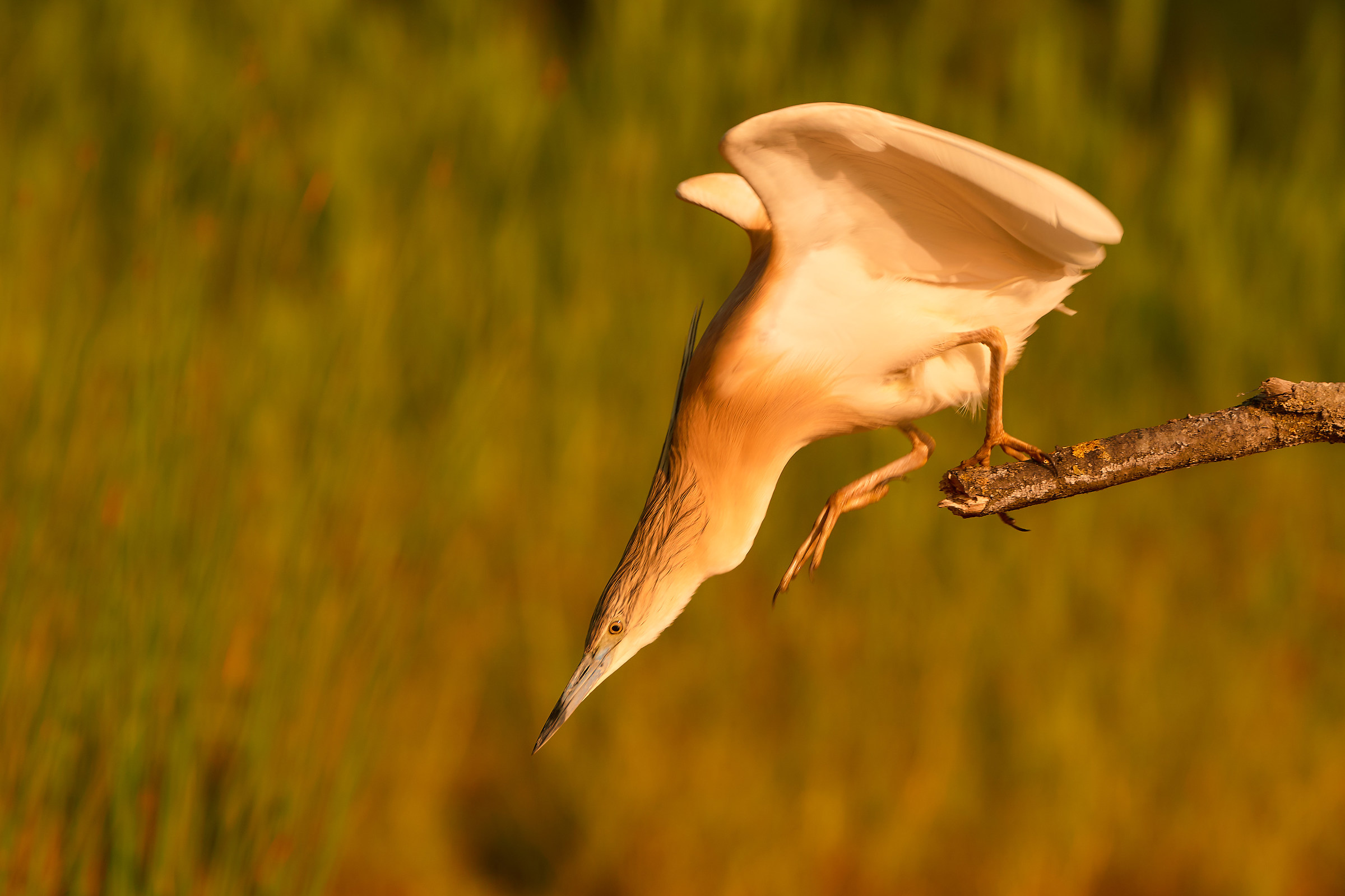 Squacco Tuft prepares