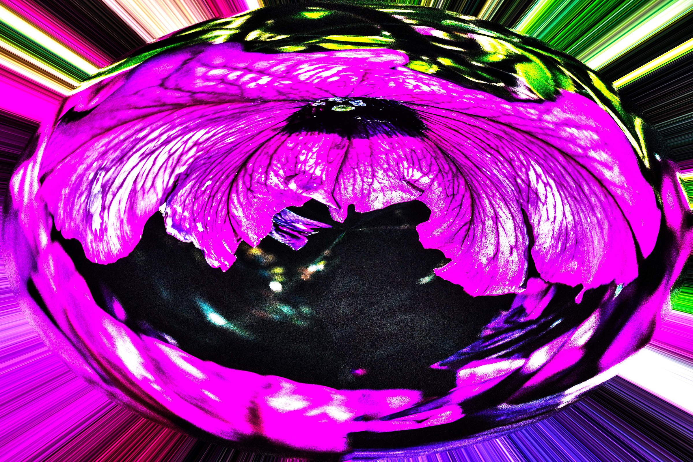 Flowers and Colors 5