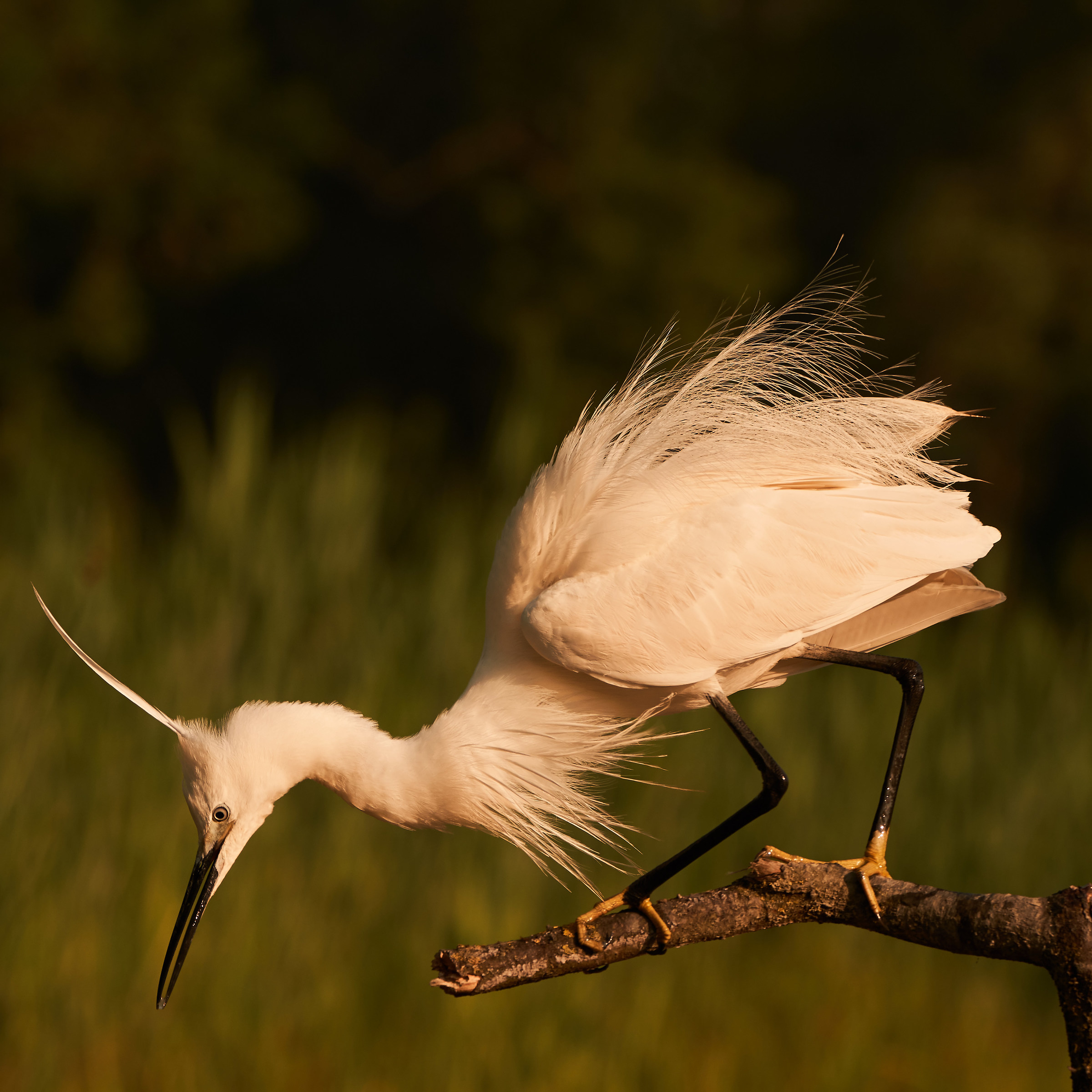 Egret