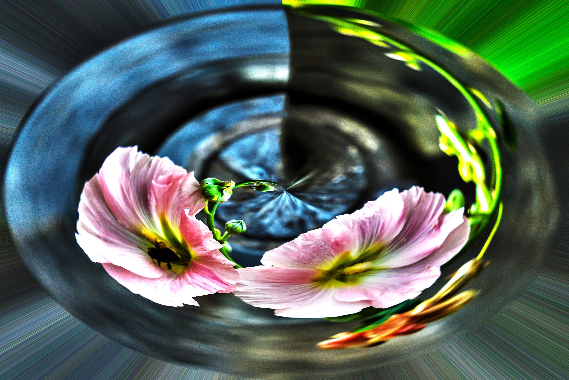 Flowers and Colors 19