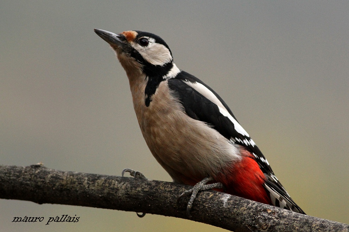 picchio rosso maggiore