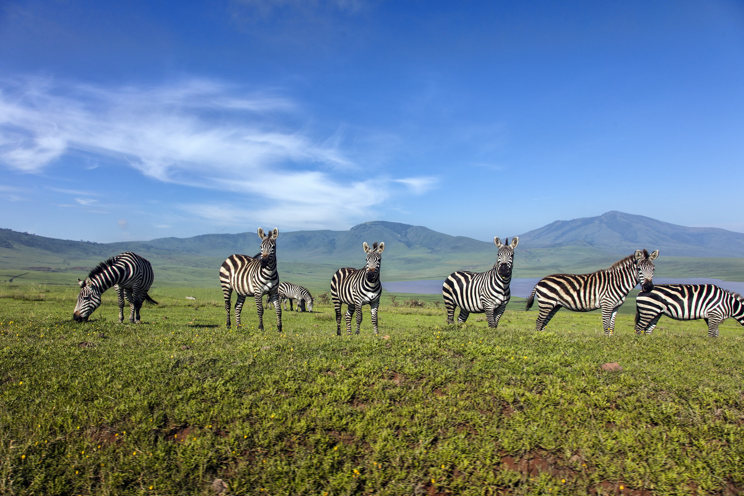 Zebras on stage ngorongoro