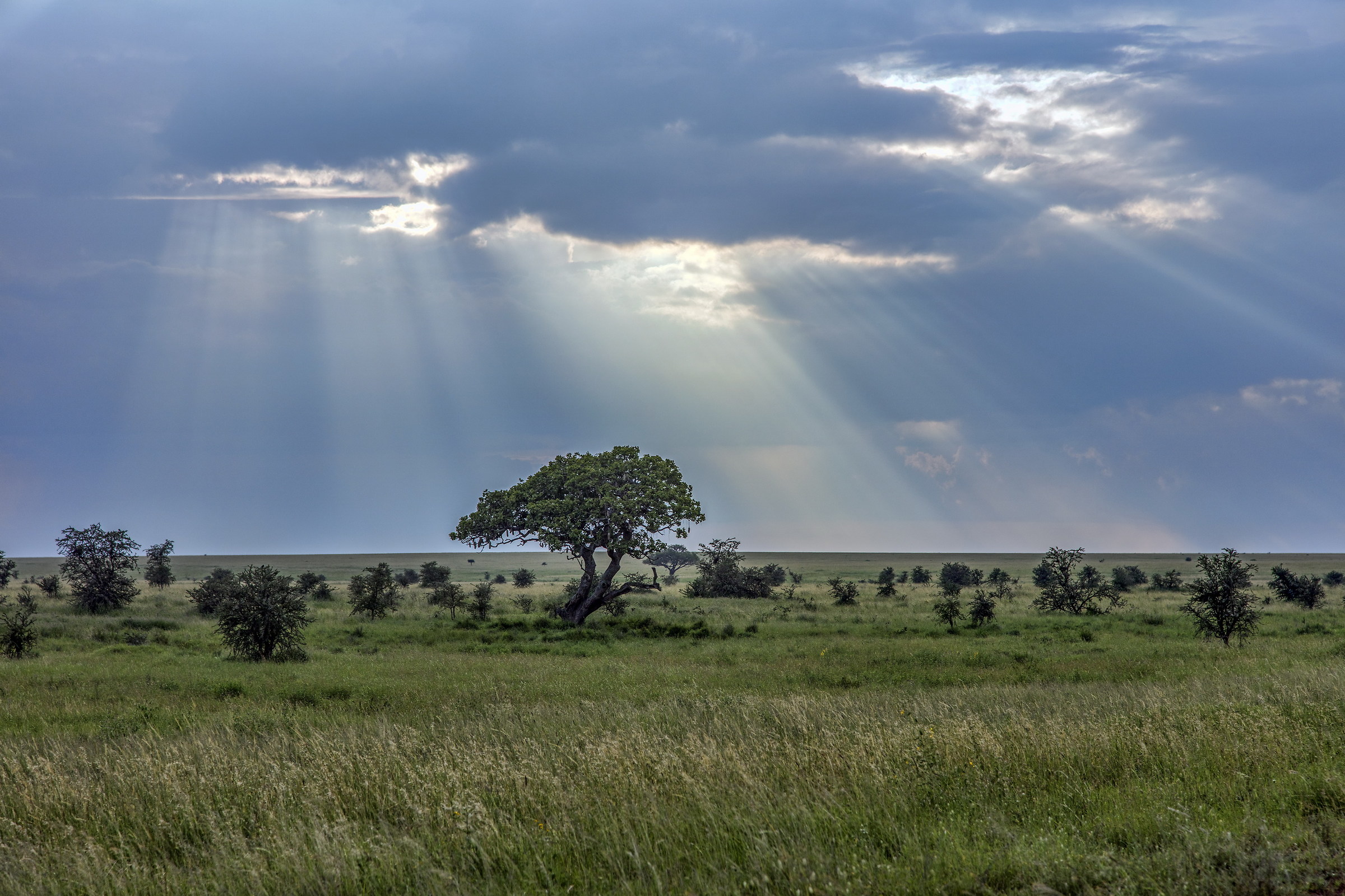 Serengeti godrays