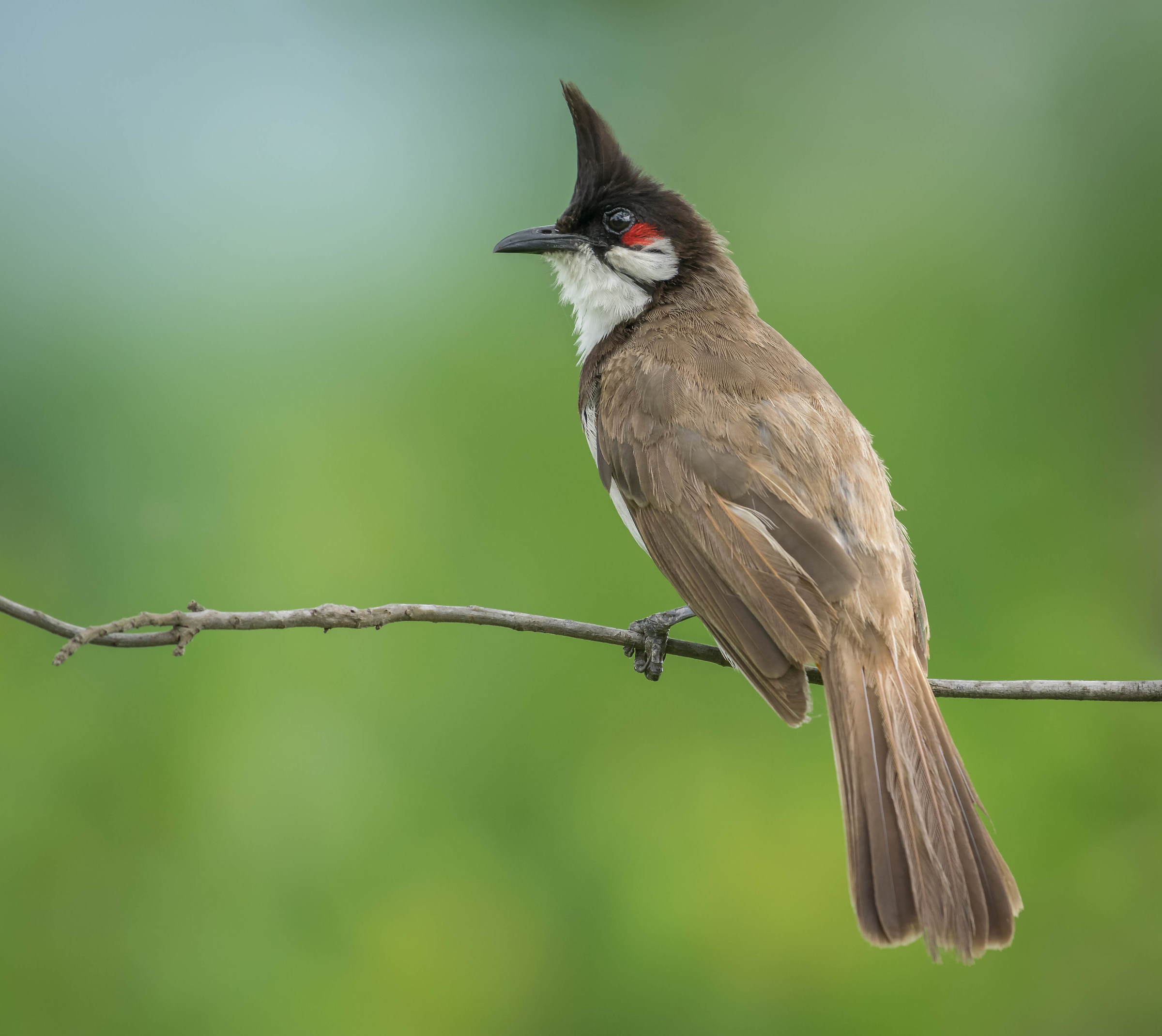Red whiskered bulbul