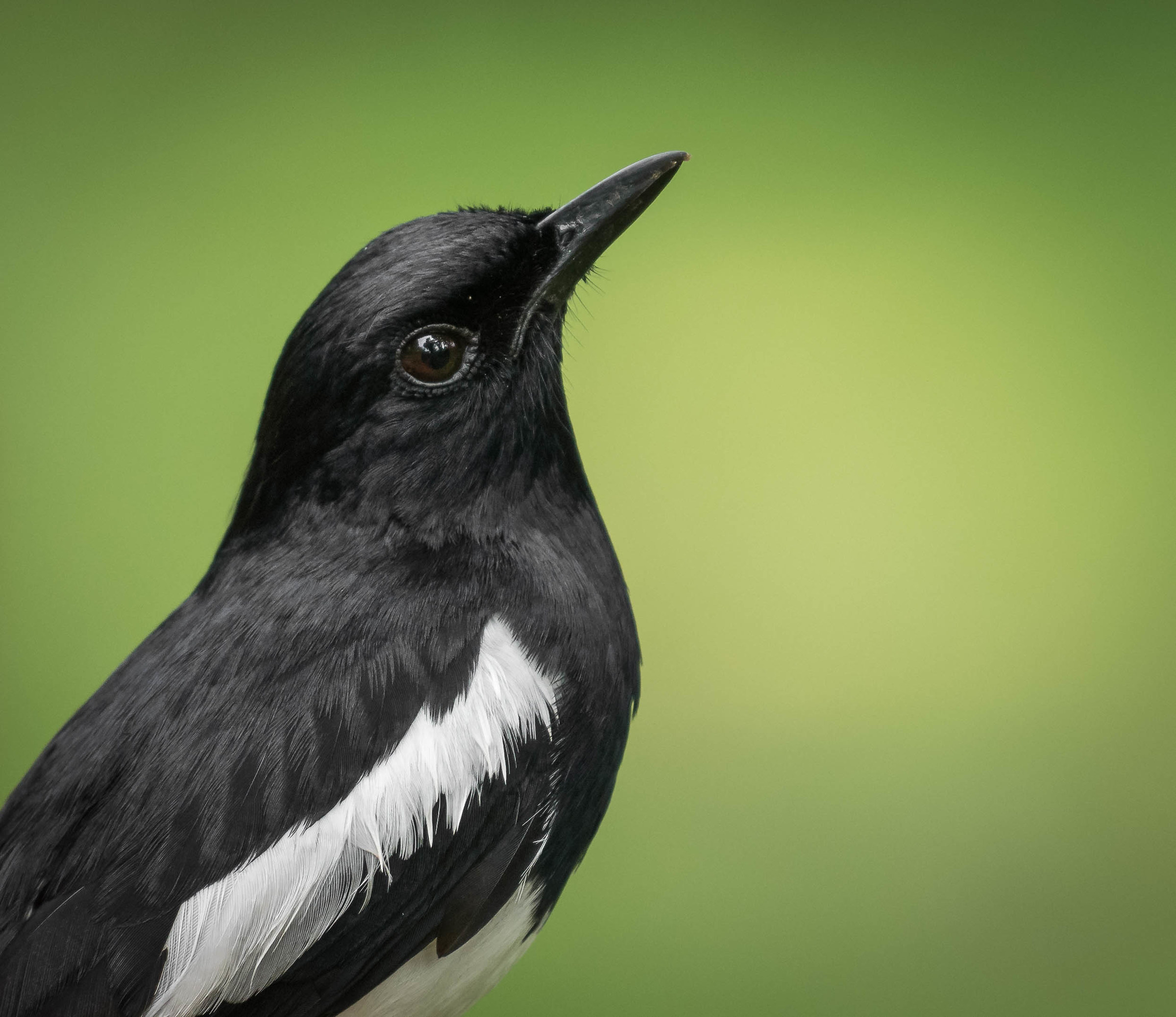 Oriental magpie robin