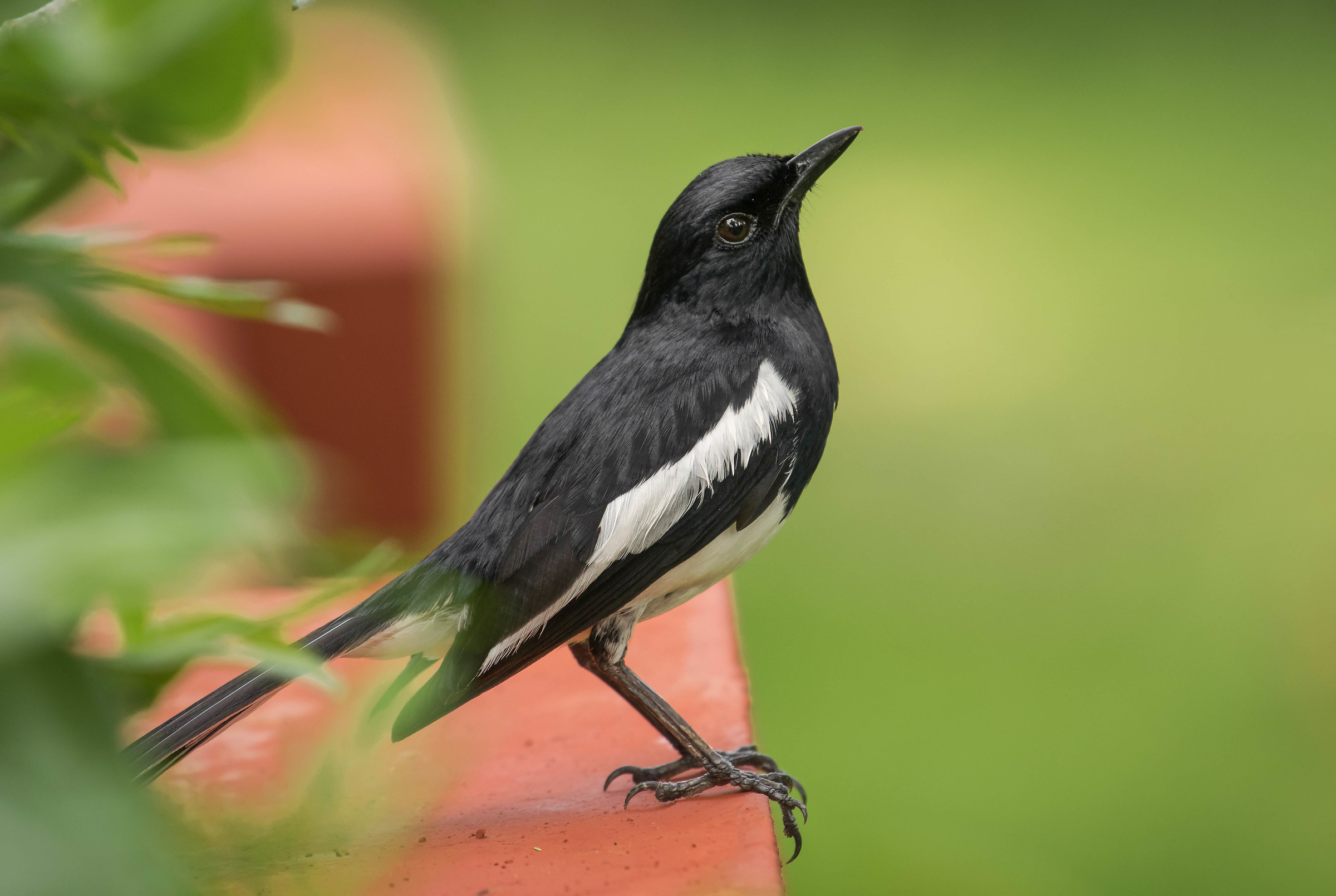 Oriental magpie robin