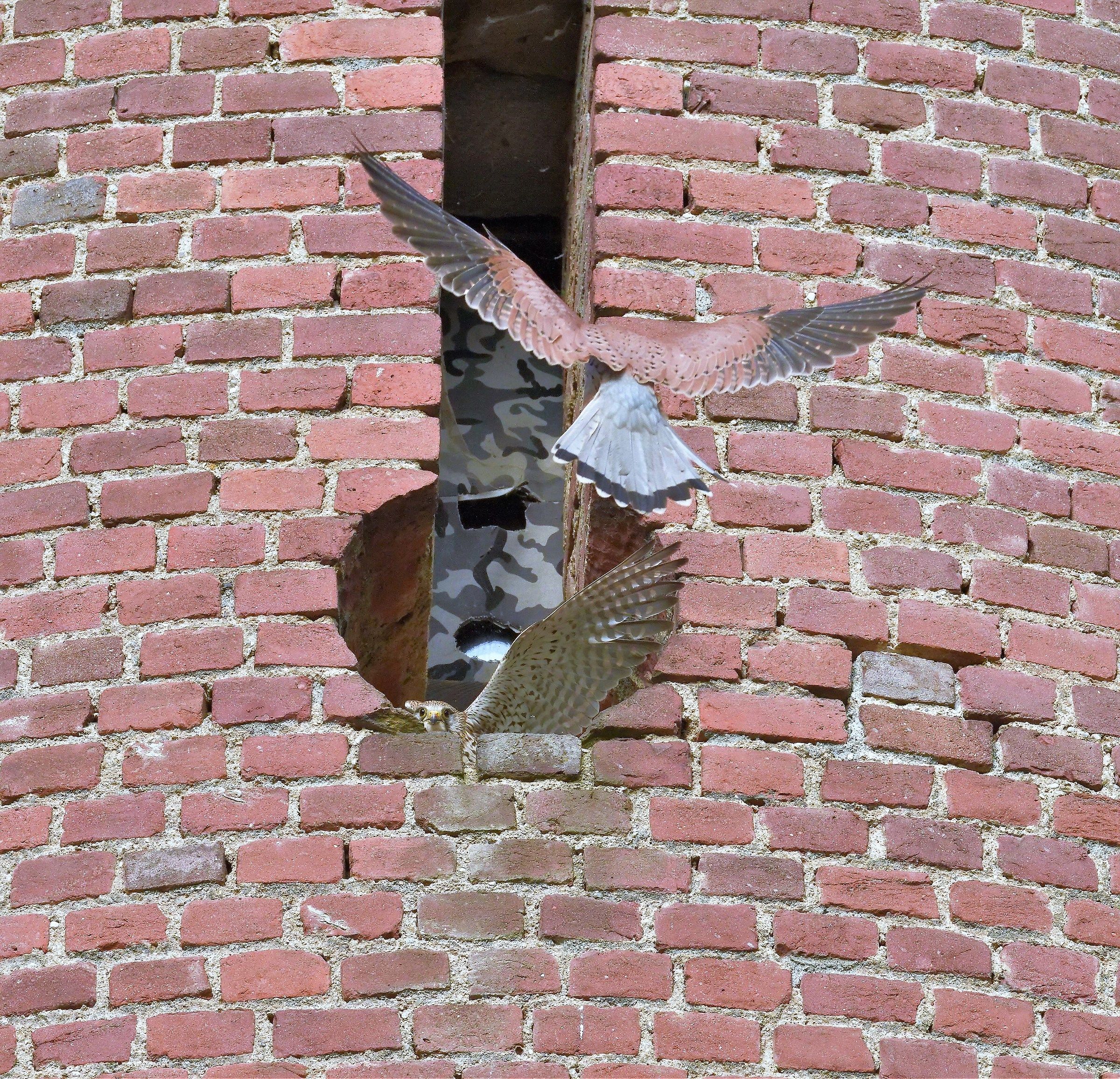 Male is wearing prey to Ghepp female