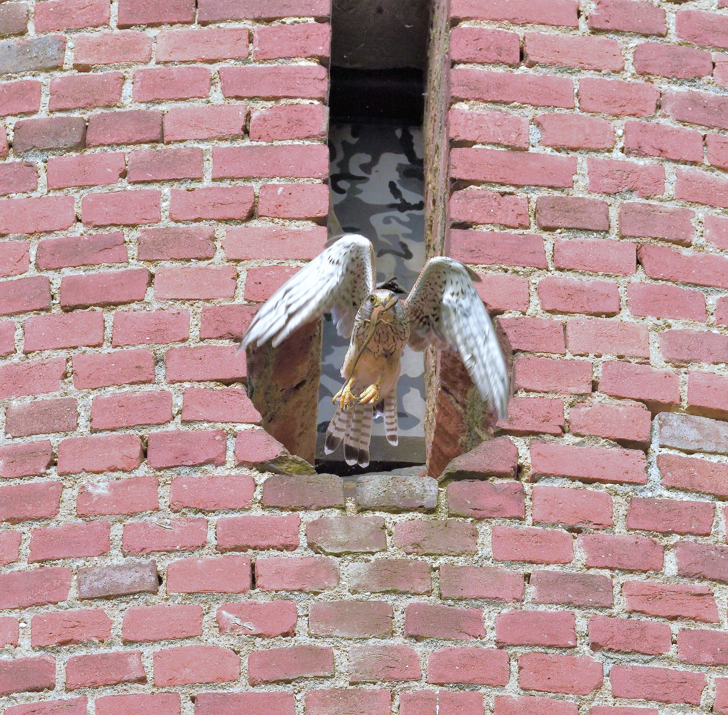 Male kestrel with Prey