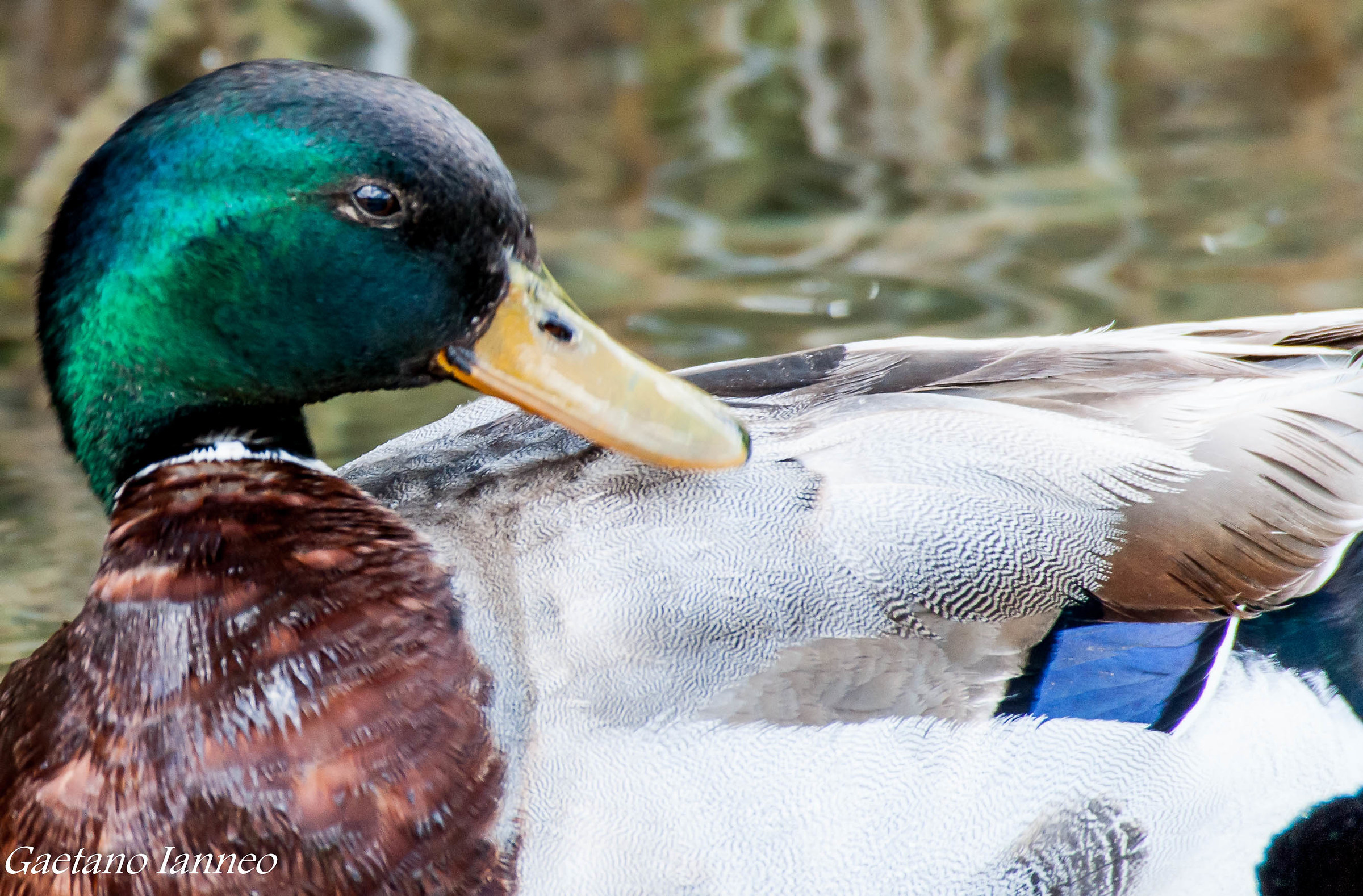 Mallard