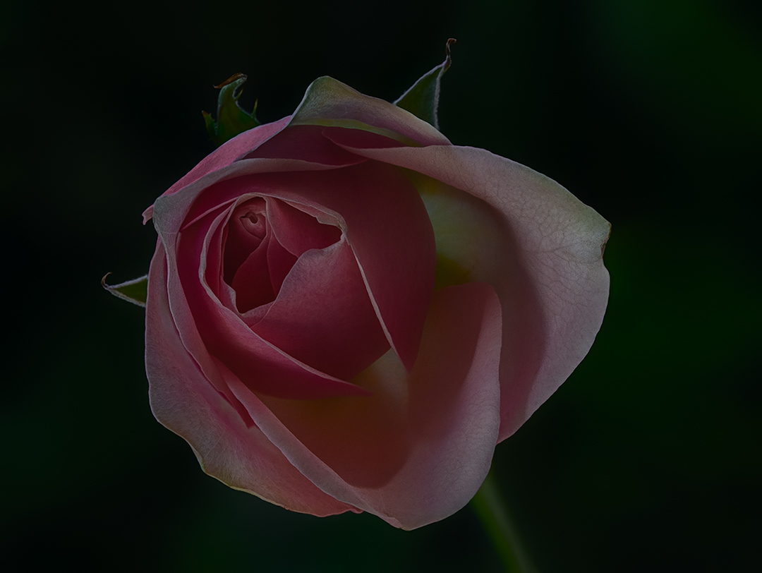 Roses are back to bloom