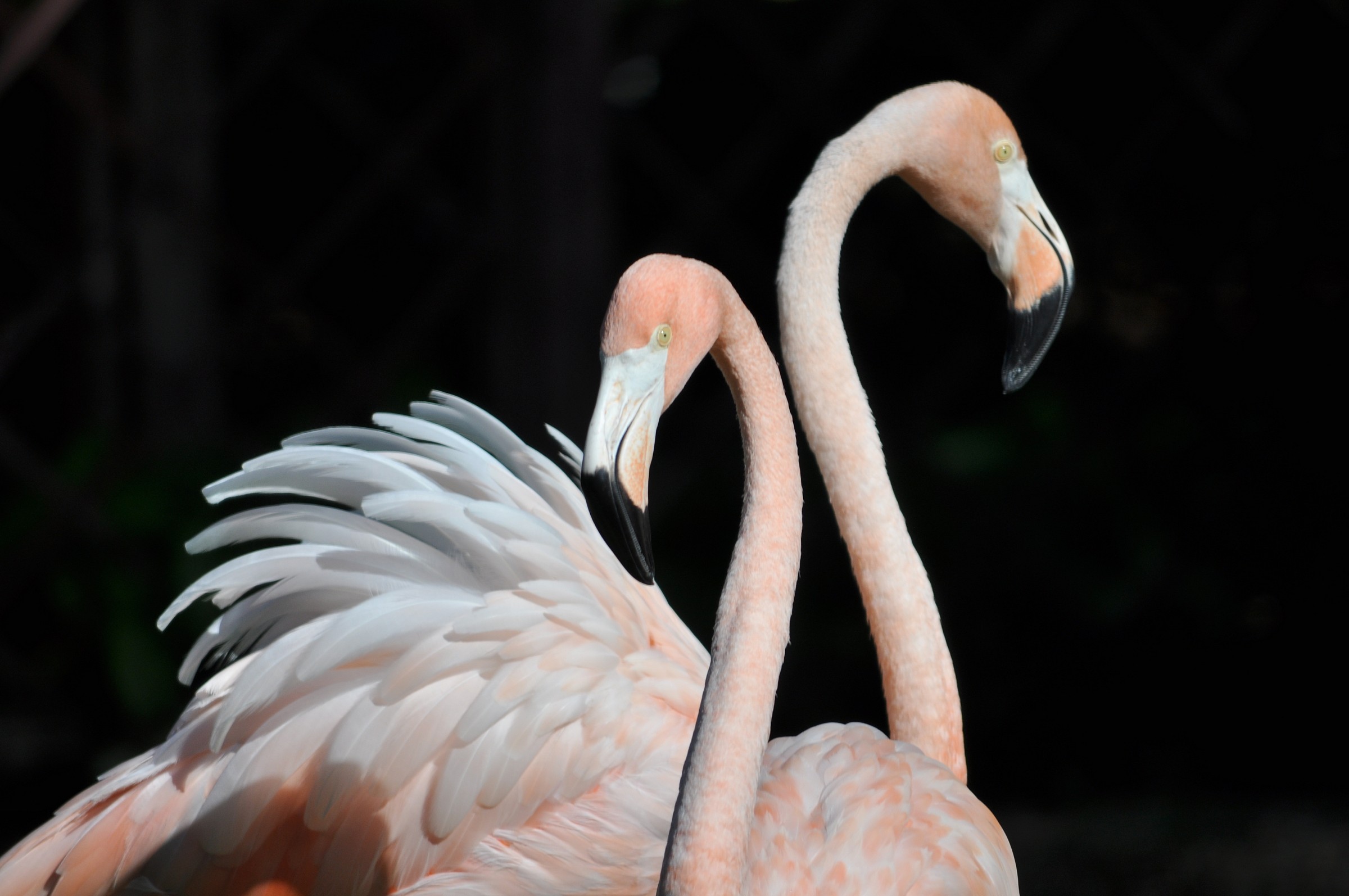 Caribbean flamingos