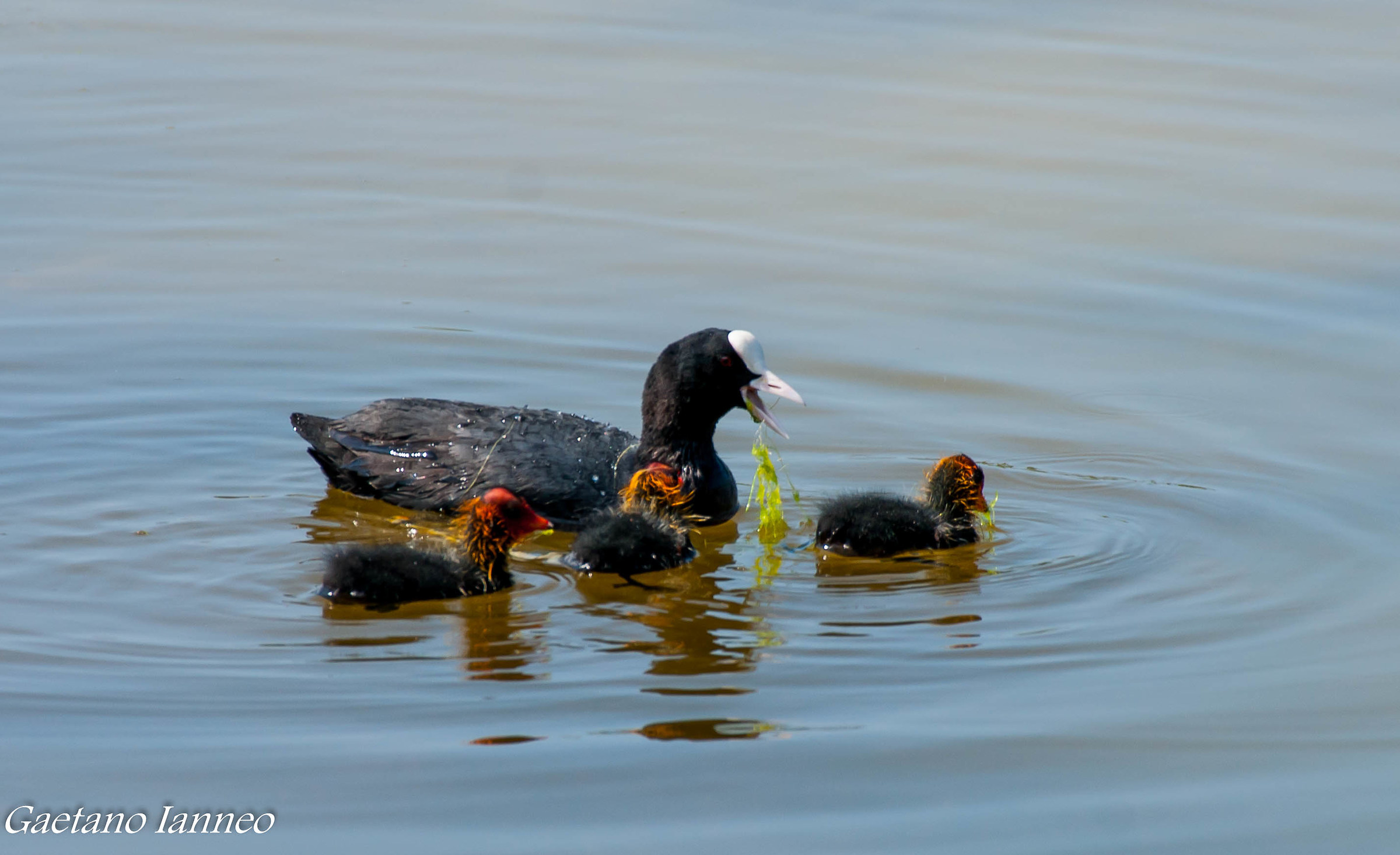 Coots