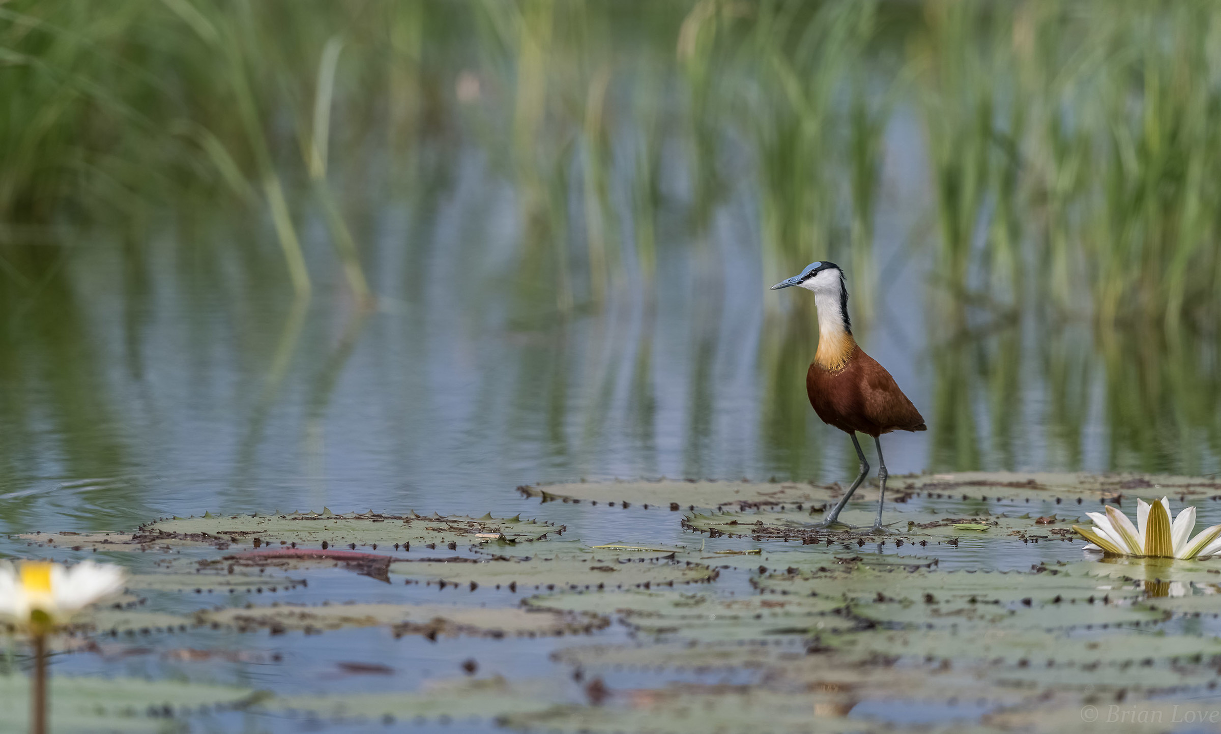 African Jacana in it's typical environment.