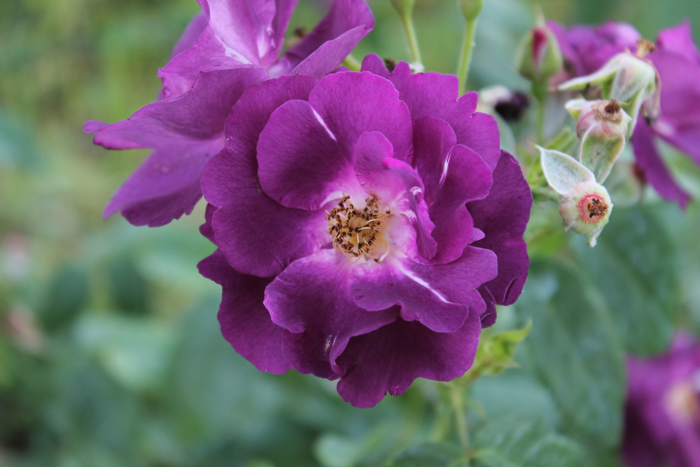 Purple Rose